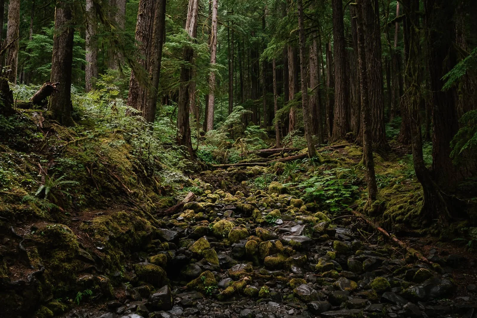 dry rocky creek surrounded by ferns in sol duc