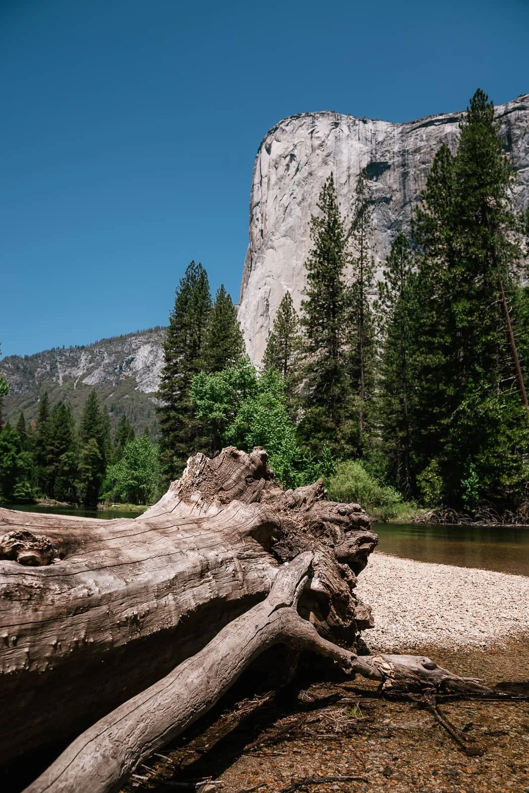 A large fallen log on a pebble shoreline in a forested area with tall pine trees, a river, and a granite mountain under a clear blue sky.