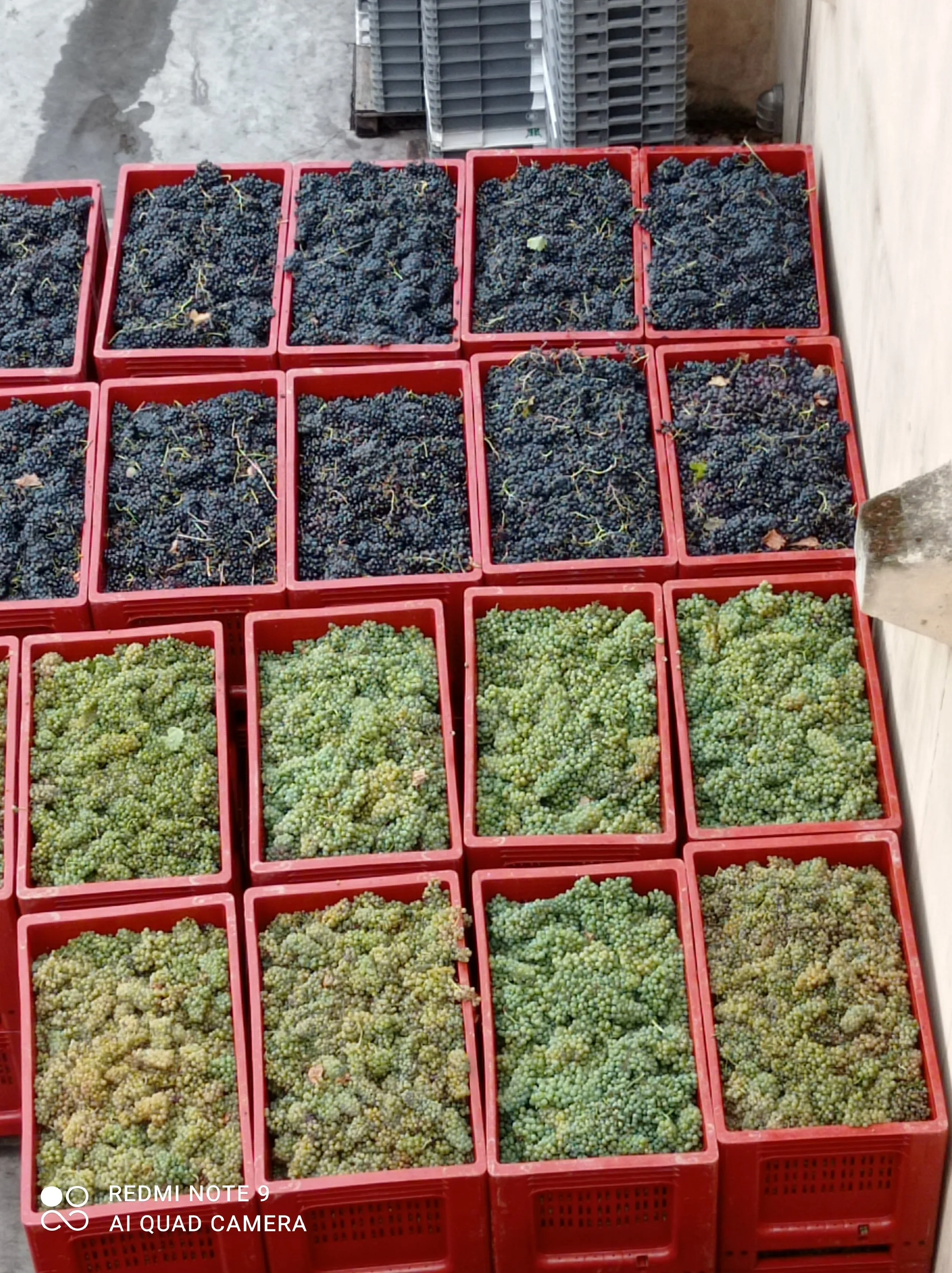 Leah's Fancy Ass Wine Night