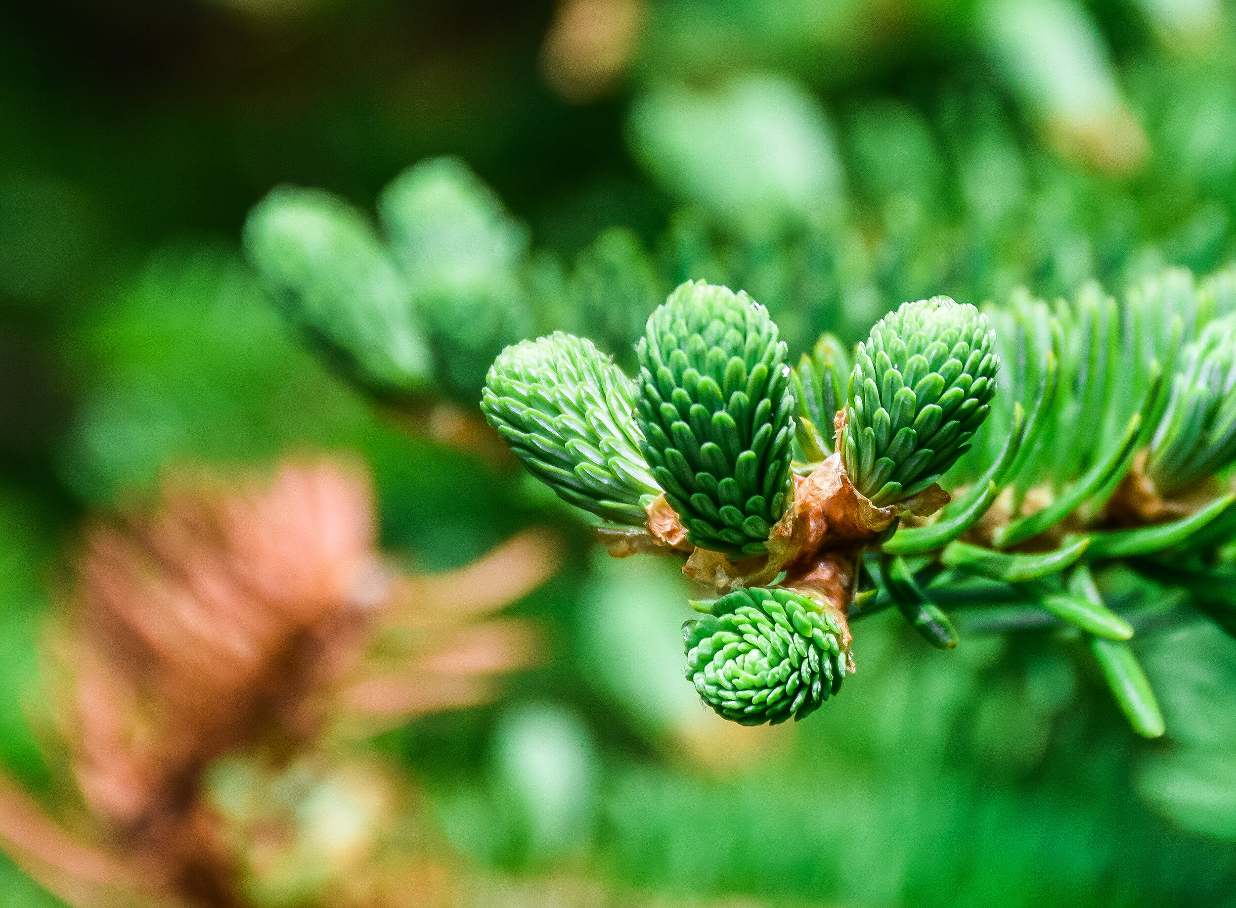 
Shenandoah National Park, Va.
