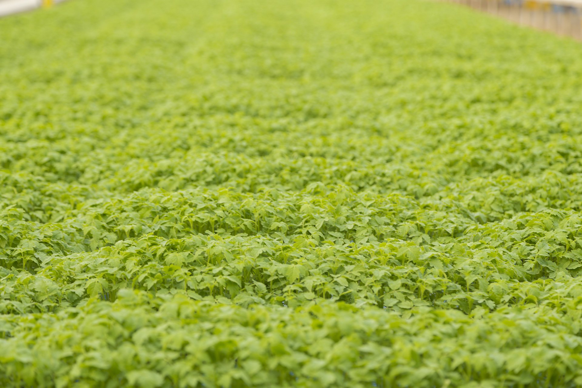Showcasing the beginning of sustainable agriculture, this image highlights a vibrant field of tomato seedlings. Captured by Shava Cueva, a Melbourne-based photographer, this shot reflects dedication to mindful farming practices and precision. Ideal f