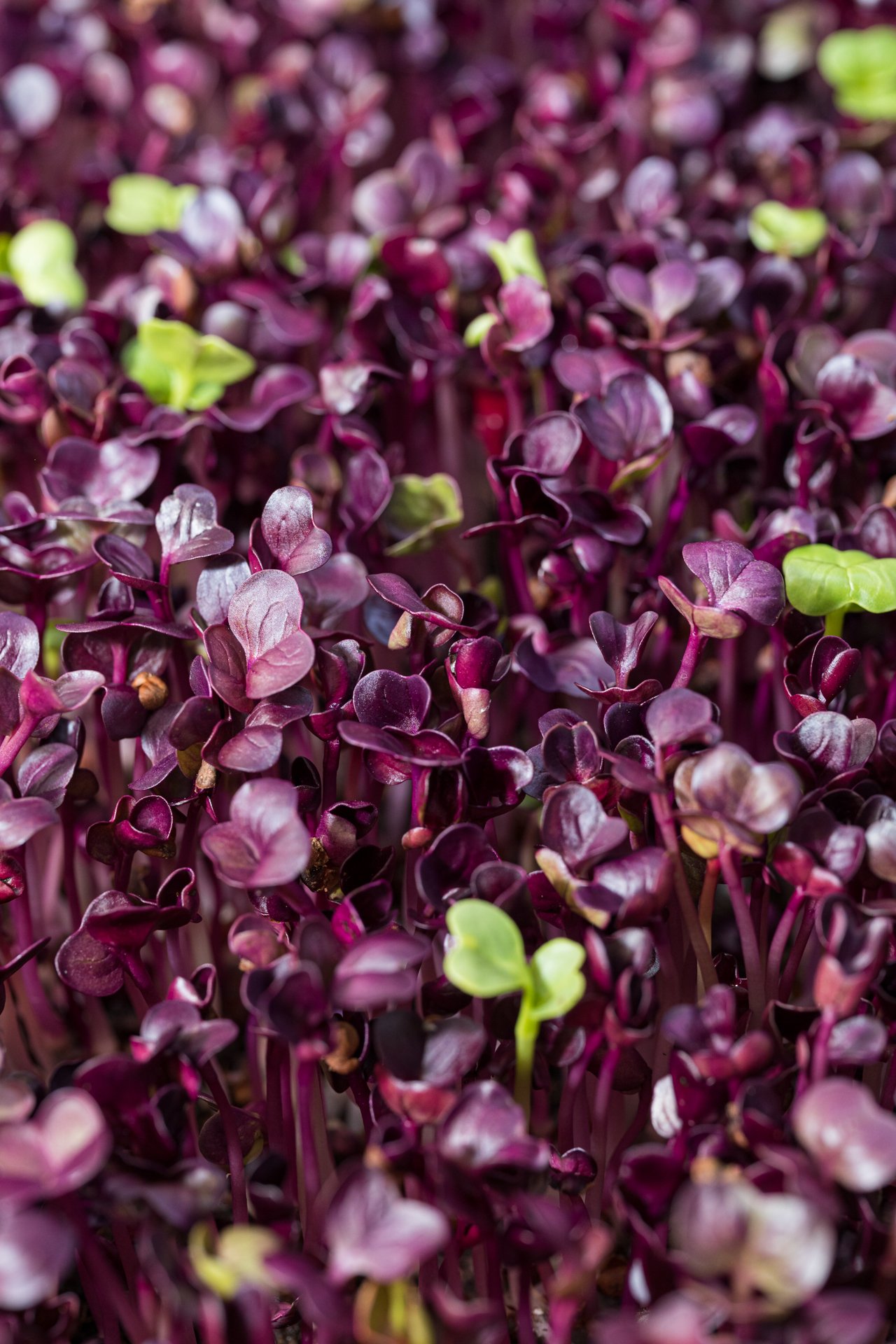 As a Melbourne photographer, I bring out the rich colors of these purple microgreens to highlight their beauty for health-conscious and vegan audiences.