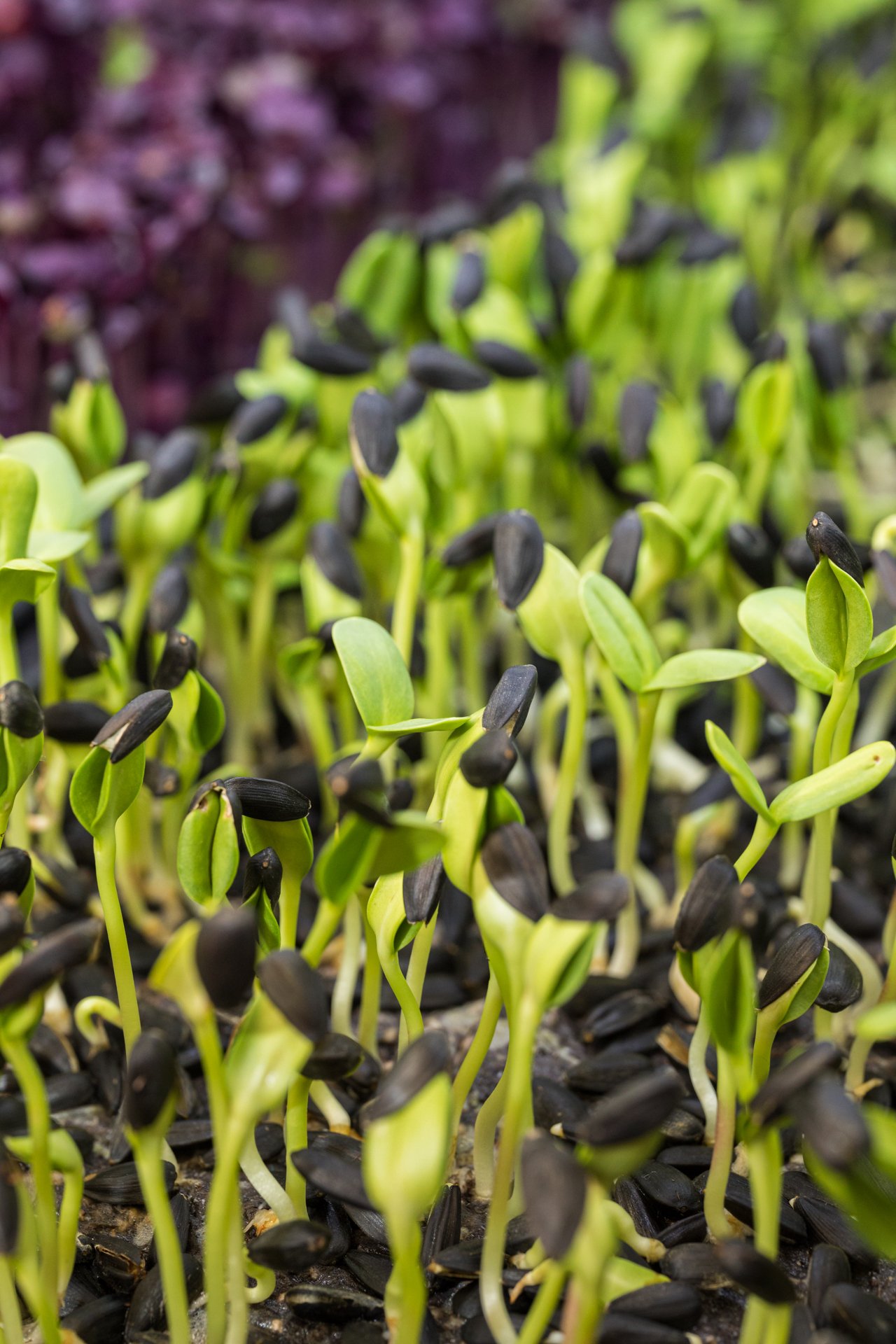 This detailed image of sunflower microgreens sprouting with seeds celebrates natural farming and sustainable growth. Based in Melbourne, I create visuals for healthy and vegan lifestyles.