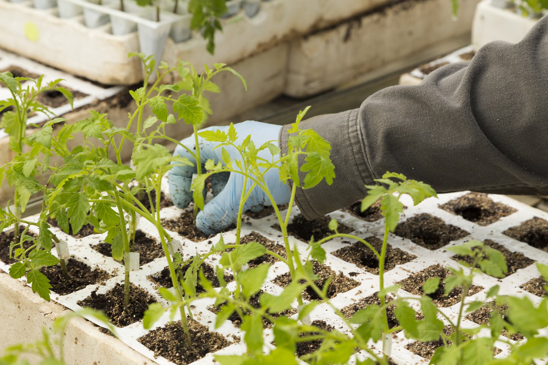 A detailed view of a farmer’s hand planting young tomato seedlings, captured by Melbourne photographer Shava Cueva. This image embodies the human connection to sustainable farming and the meticulous care behind every harvest. Perfect for agricultural