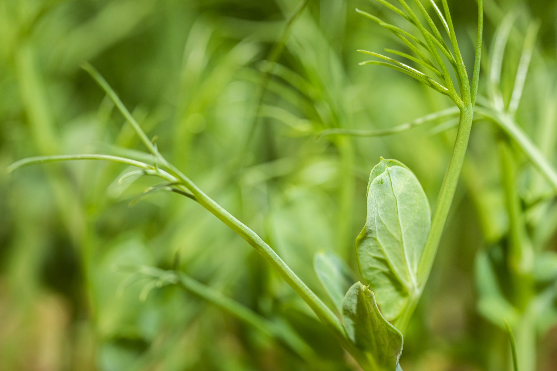 This close-up of fresh green microgreens reflects my passion for capturing sustainable food. As a vegan-focused photographer in Melbourne, I help promote natural nutrition.