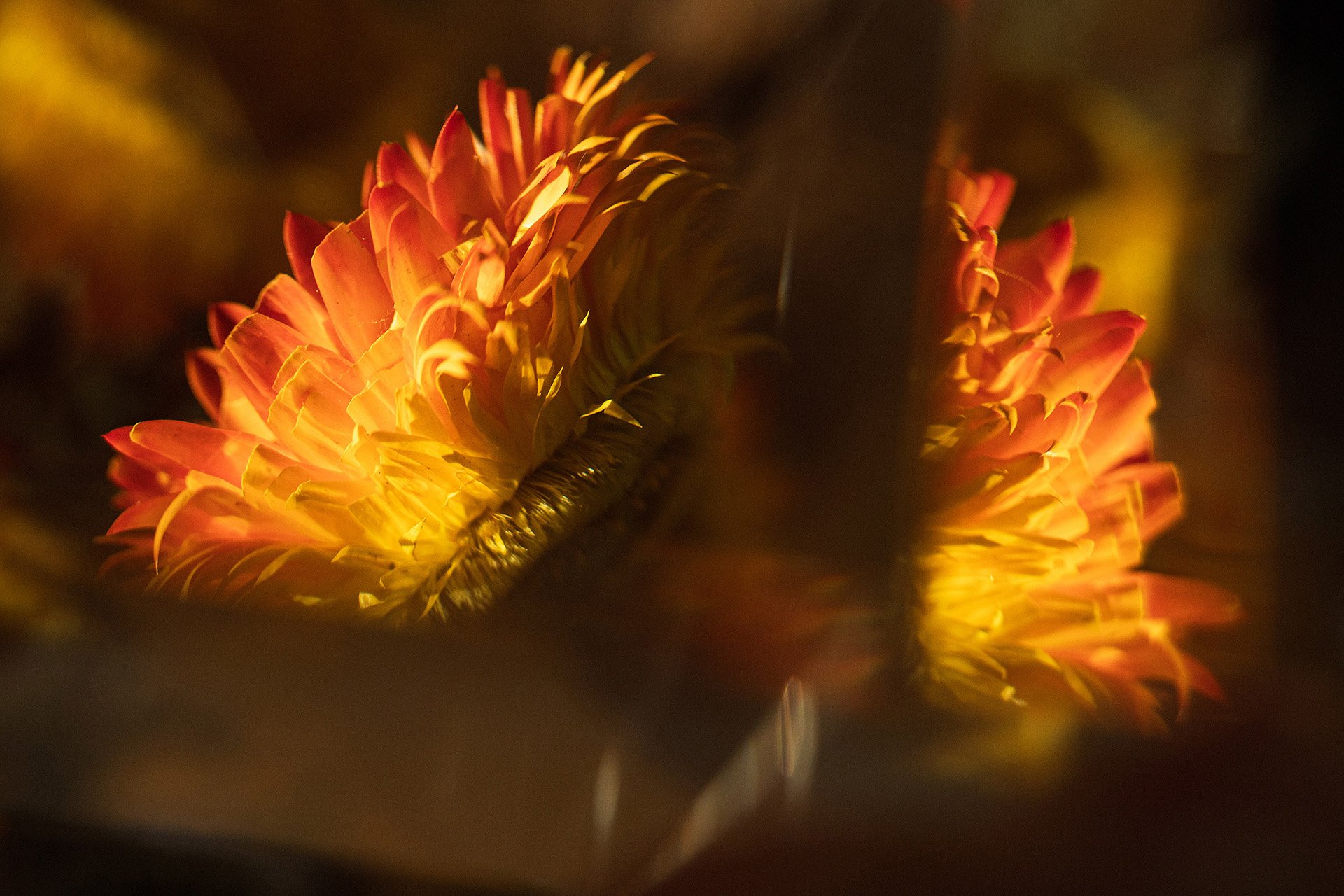 Dreamy, soft aesthetic art photography, perfect for contemporary spaces in Australia and New Zealand.