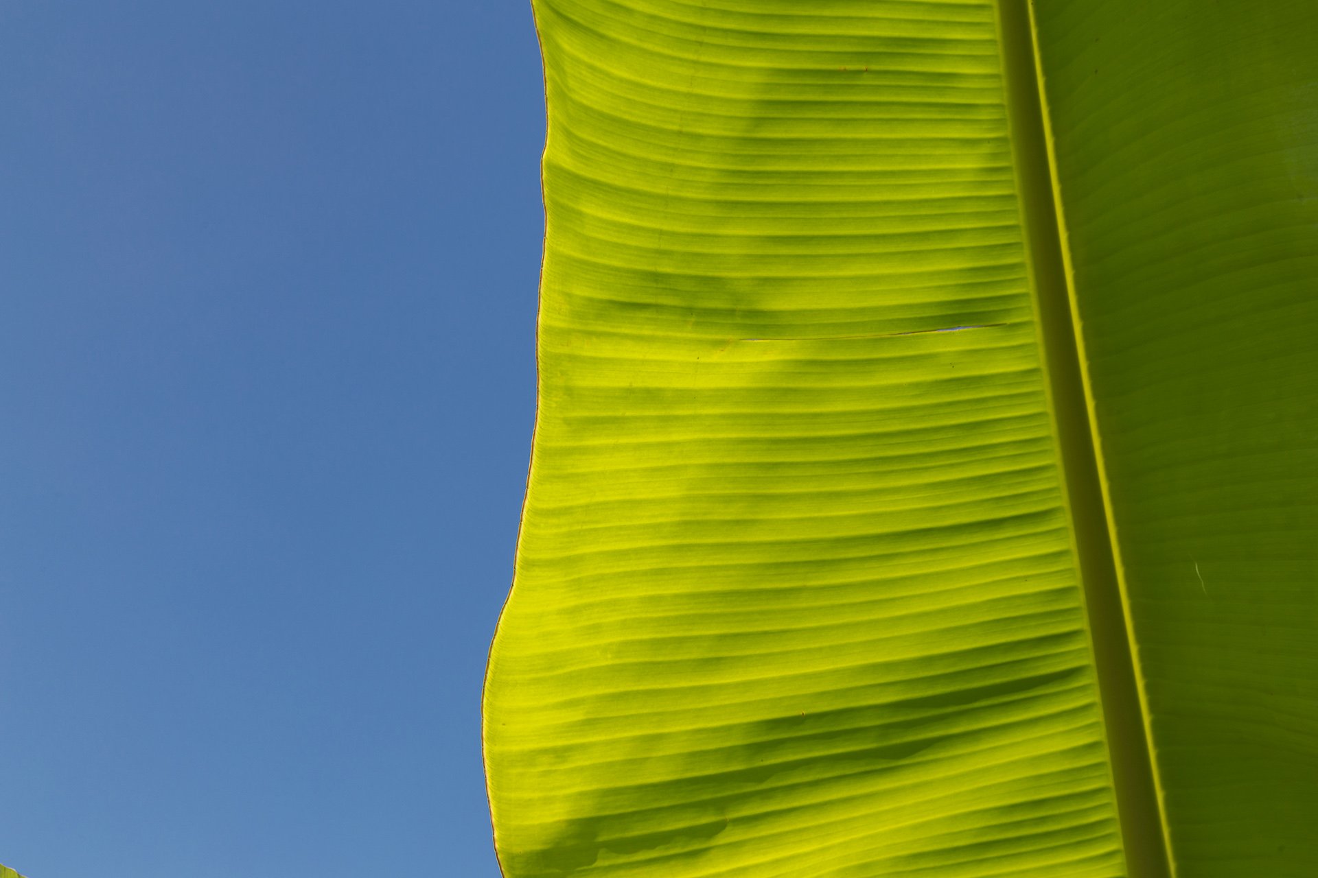 A striking capture of a banana leaf against the vibrant blue Belizean sky, symbolising sustainable farming practices. Perfect for Australian agriculture and eco-conscious brands.