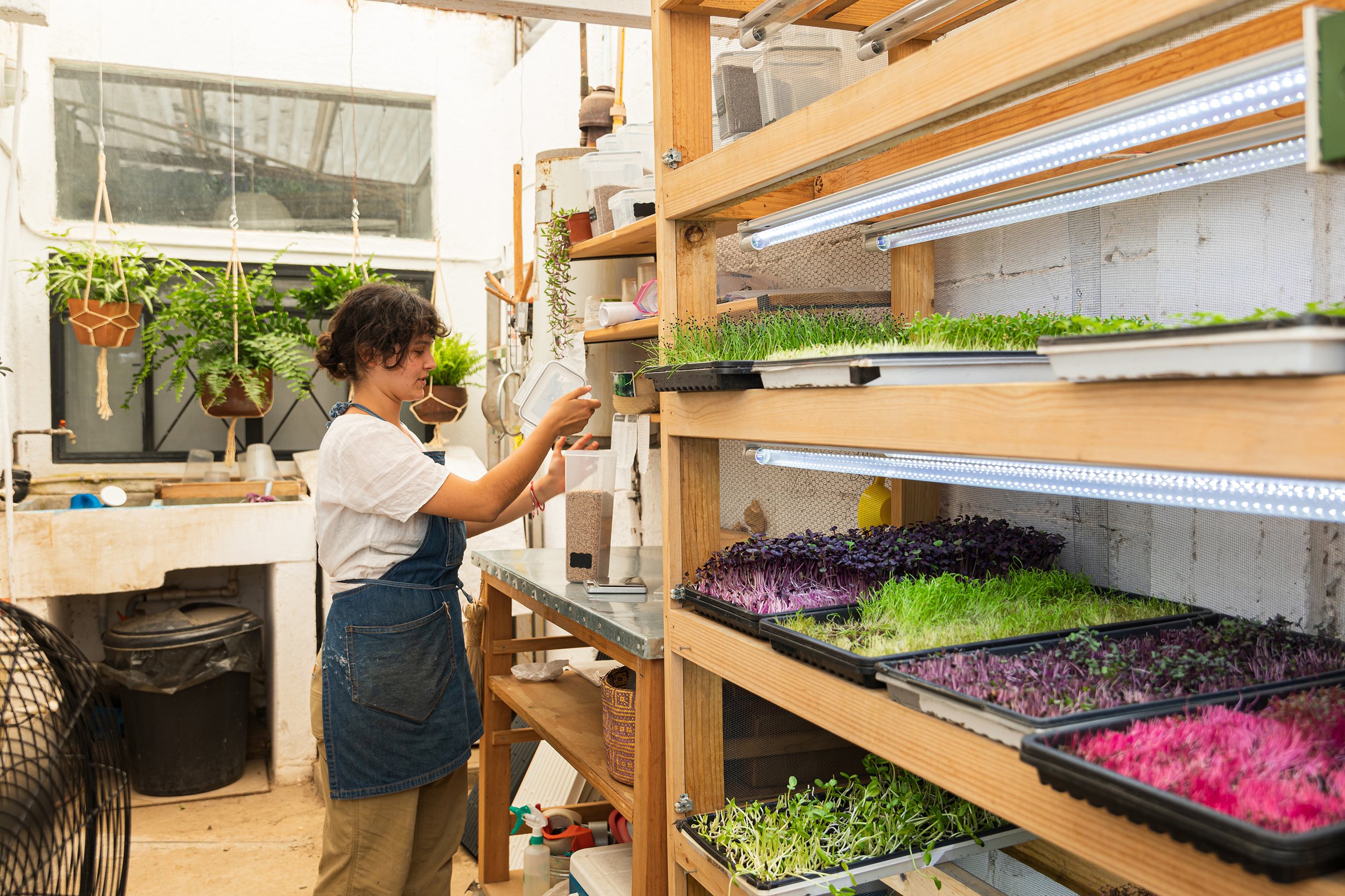 An urban farming showcasing fresh microgreens being cultivated. Photographed by a local expert in ethical food and plant-based product photography Shava Cueva