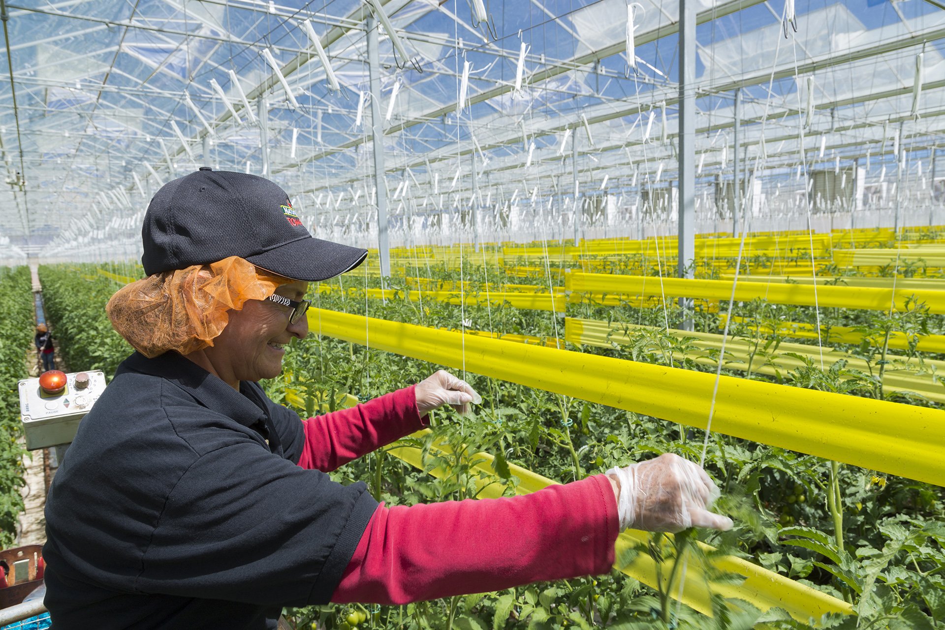 An inspiring photo of a dedicated farmer tending tomato plants in a modern greenhouse, captured by Shava Cueva. This Melbourne-based photographer combines sustainability and storytelling, showcasing the hard work and precision behind every harvest. P