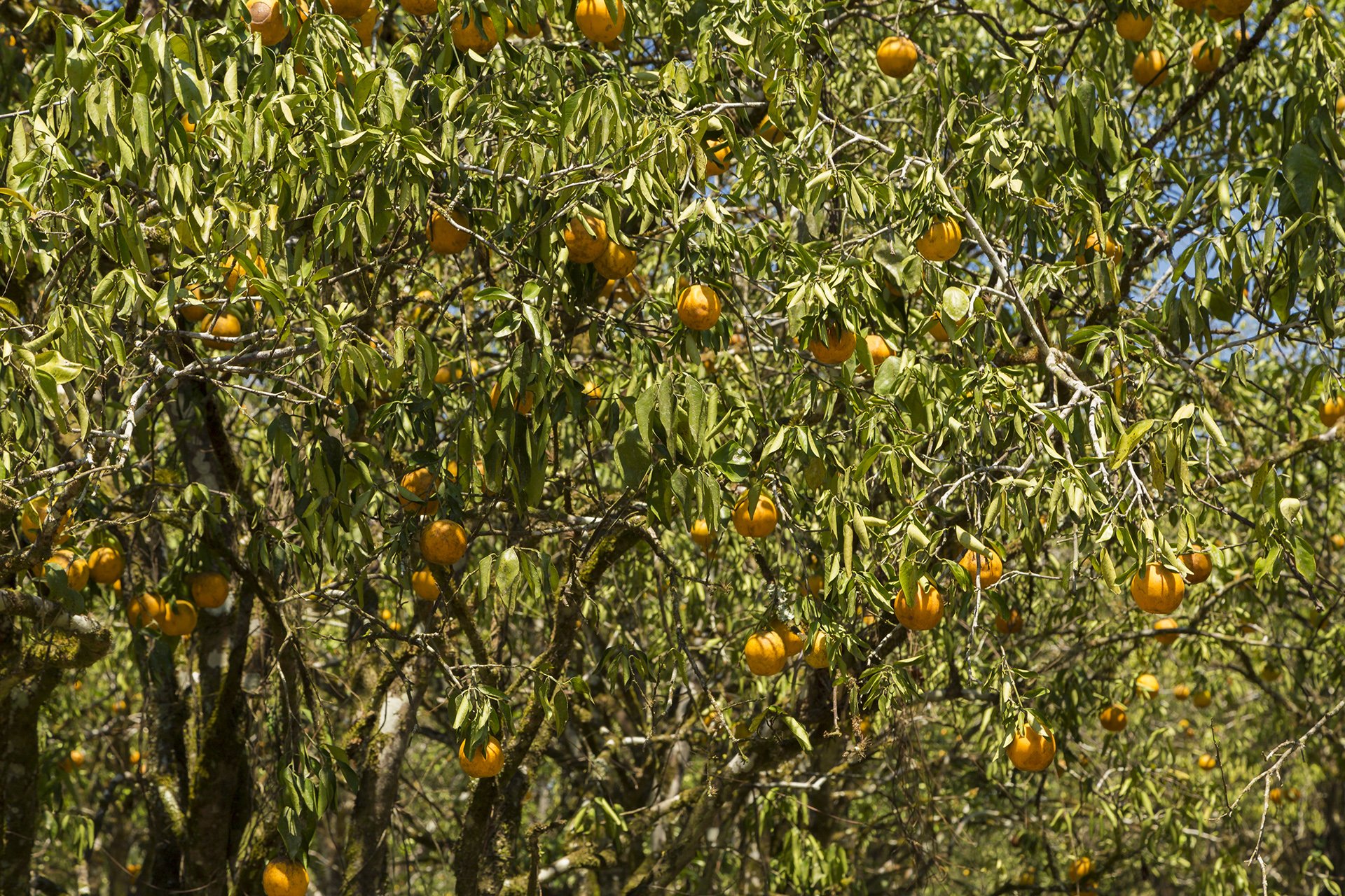 Highlighting the vibrant orange orchards of Texbel Farms, this photo captures the richness of sustainable agriculture in Belize. Each orange represents dedication, precision, and the beauty of mindful farming. Perfect for brands seeking eco-conscious