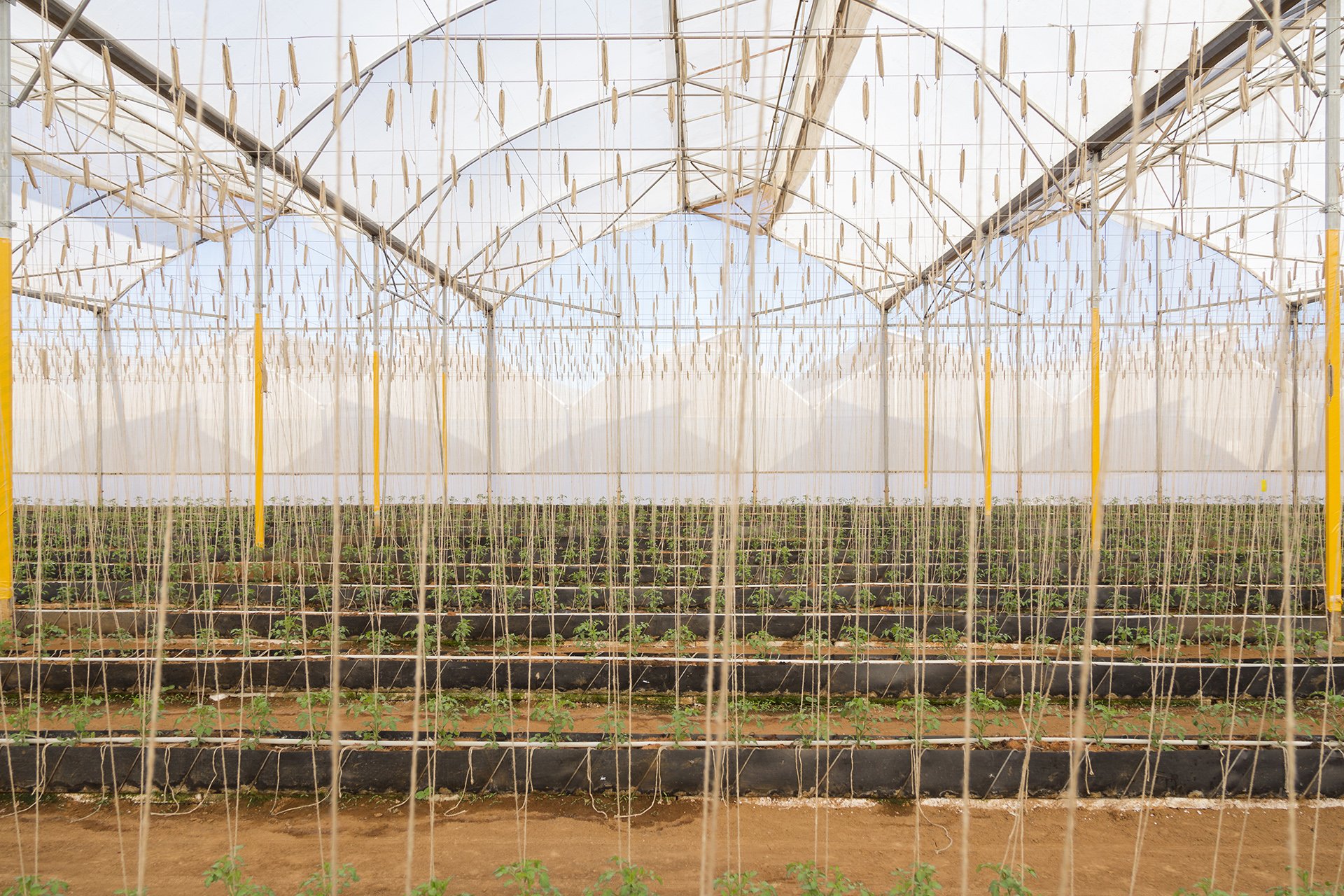 A beautifully composed shot of tomato plants in full bloom, photographed by Melbourne-based Shava Cueva. This image celebrates the lifecycle of sustainable produce and is perfect for brands seeking to connect consumers with the beauty of mindful farm