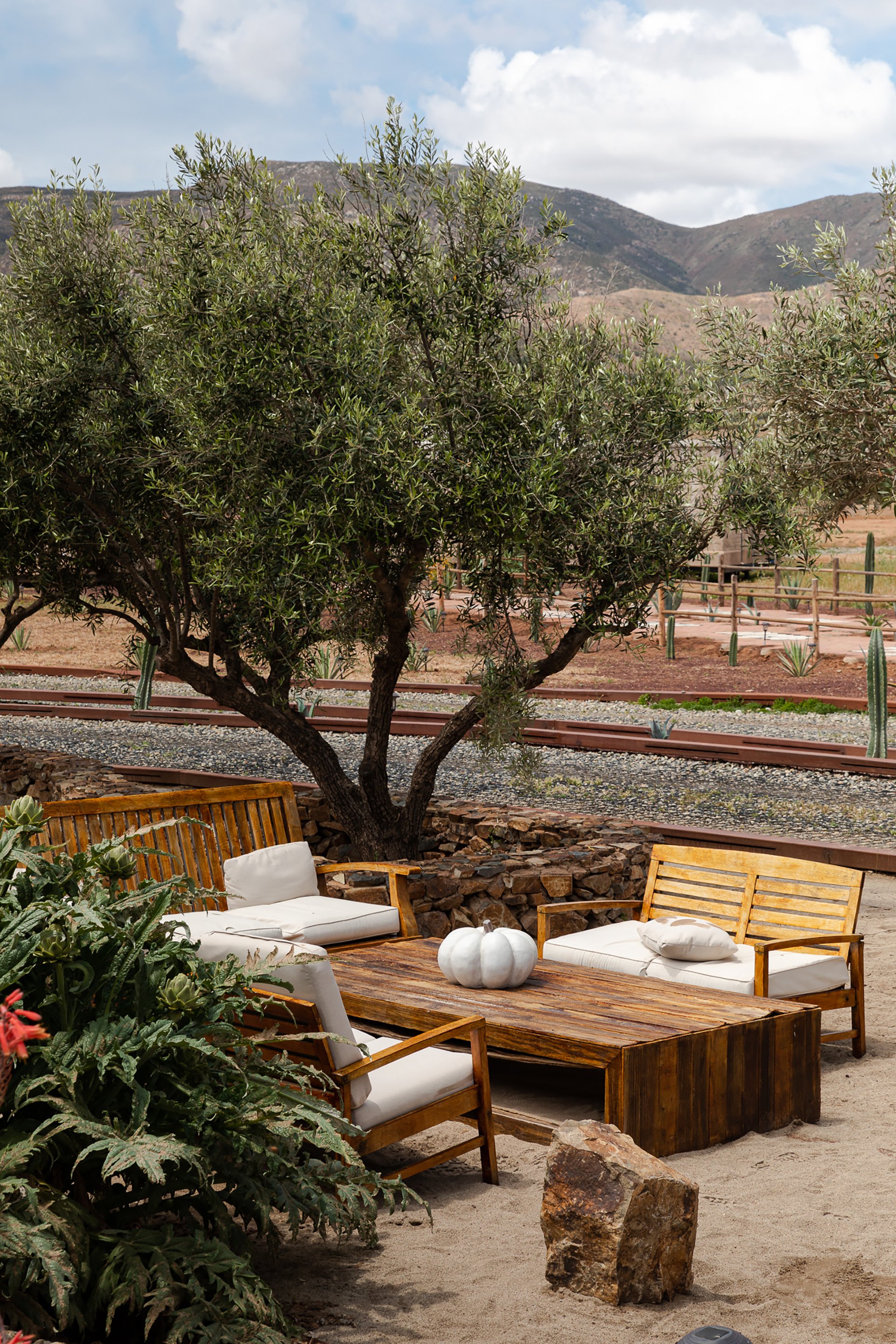 A cozy lounge area nestled under olive trees, featuring rustic stone and wooden furniture. Designed for boutique hotels and outdoor hospitality spaces in Melbourne and beyond.