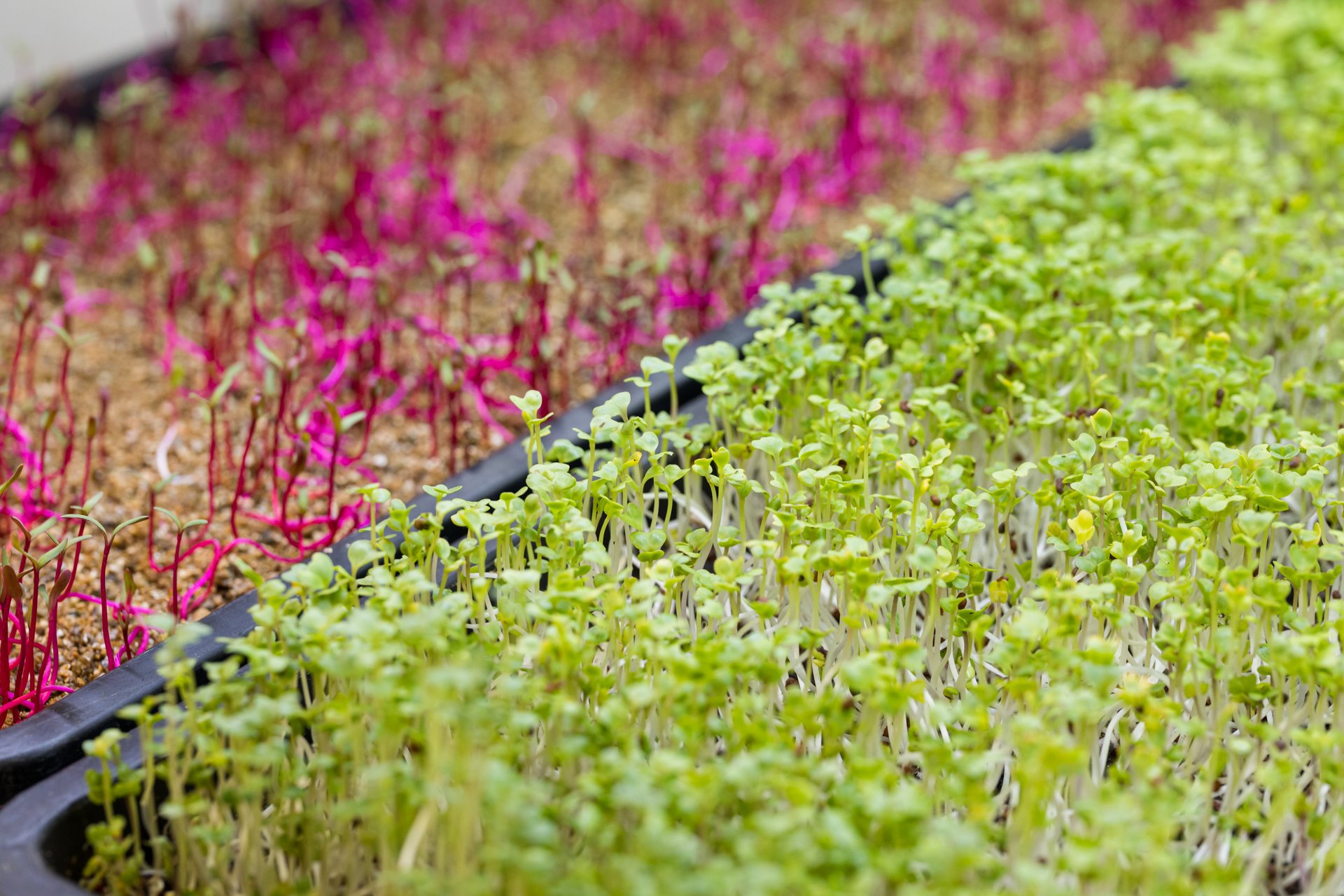 As a Melbourne-based photographer specializing in vegan products, I capture vibrant green and magenta microgreens in sustainable farming trays, perfect for promoting plant-based living.