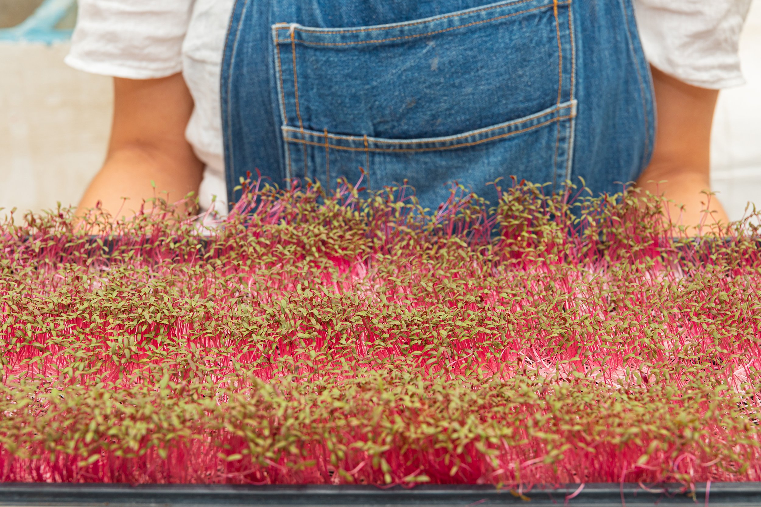 A detailed view of lush pink microgreens grown with care and sustainability in mind. Captured by a Melbourne photographer Shava Cueva focusing on health and vegan products.