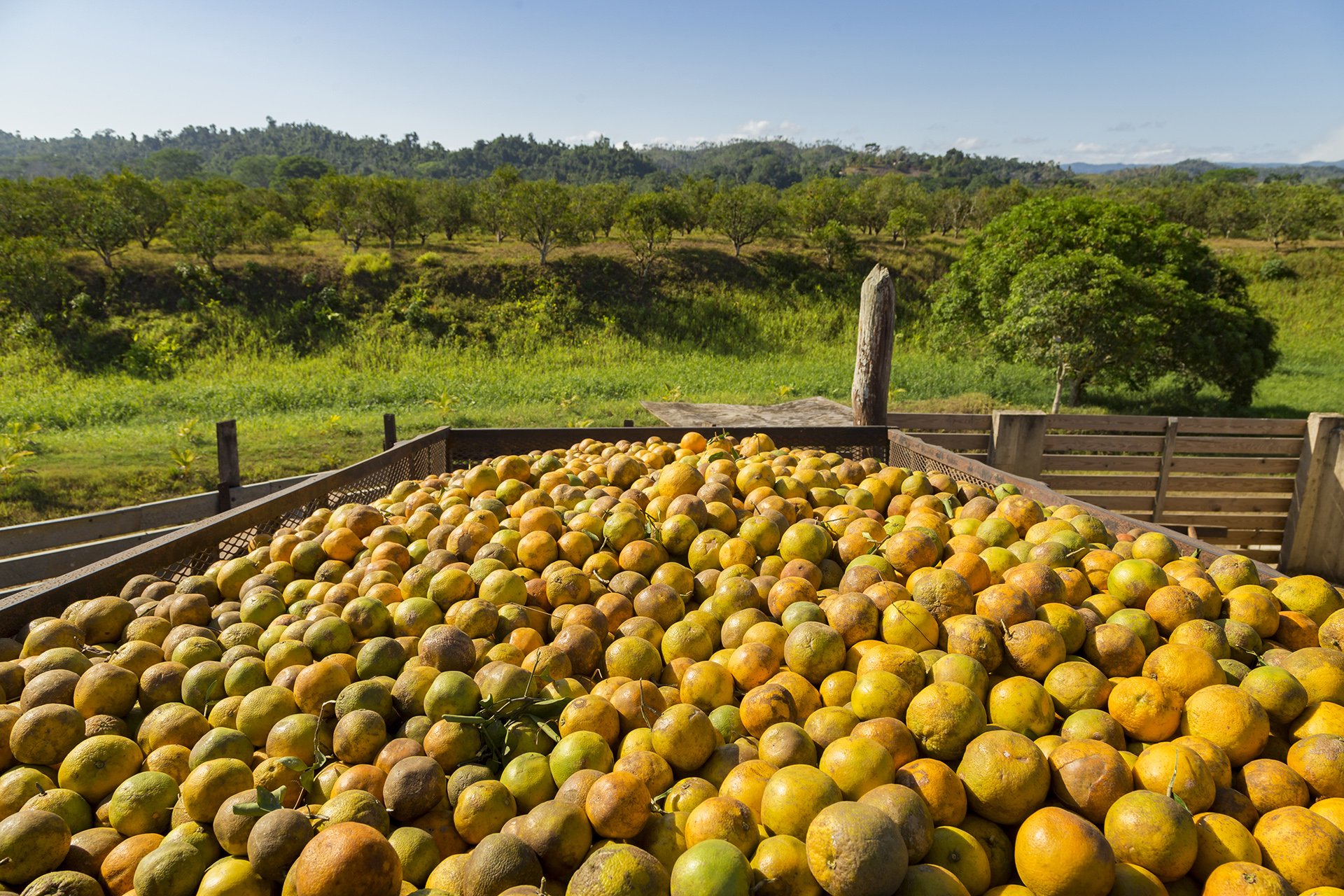 A vibrant photo of freshly harvested oranges ready for distribution, symbolising farm-to-market journeys. Great for Australian fruit distributors and retailers.