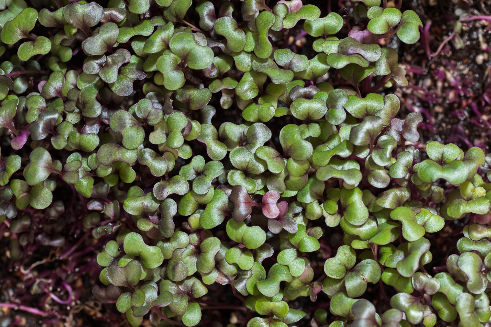 These lush microgreens thriving in soil were photographed in Melbourne to highlight sustainability and plant-based lifestyles. Perfect for eco-friendly brands.