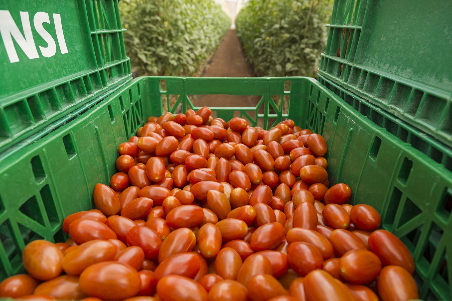 A vibrant shot of freshly harvested NatureSweet tomatoes, neatly packed in a green crate and set against a lush tomato field. Captured by Melbourne-based photographer Shava Cueva, this image highlights the freshness and quality of sustainable produce