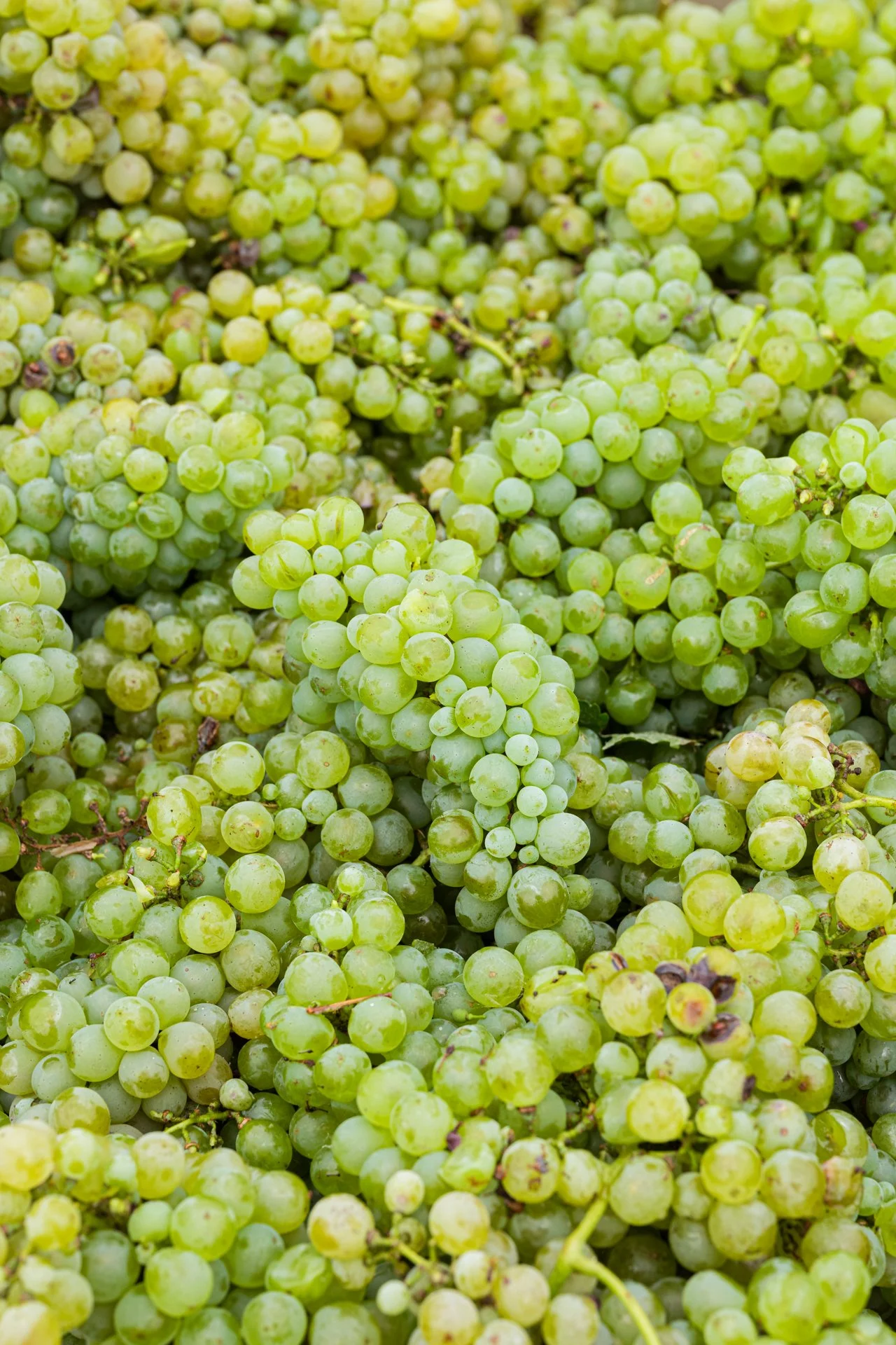 Ingredient focused photography by Melbourne based photographer Shava Cueva. Fresh wine grapes with natural colour and detail for wineries and premium beverage brands.