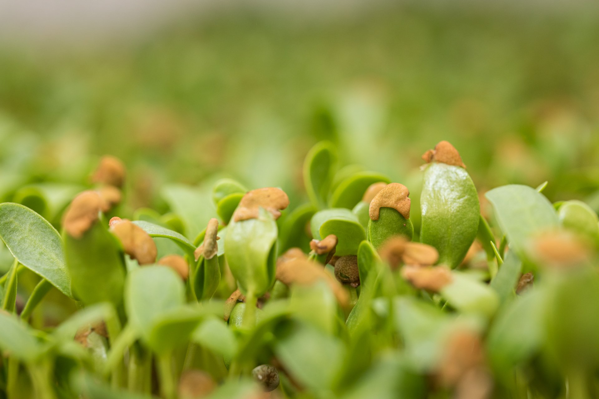 These lush microgreens thriving in soil were photographed in Melbourne to highlight sustainability and plant-based lifestyles. Perfect for eco-friendly brands.