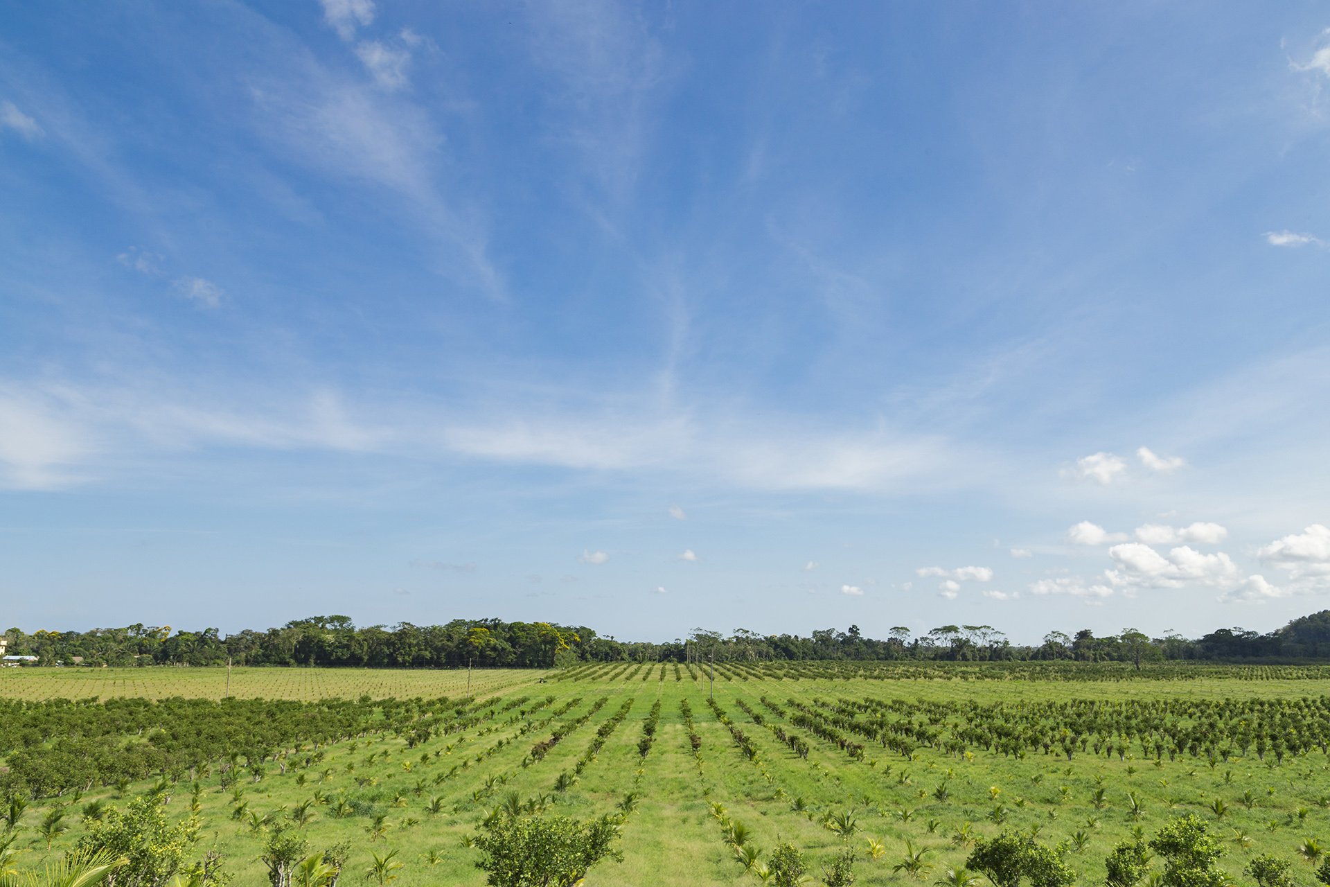 A breathtaking aerial view of Texbel Farms' diverse plantations, demonstrating large-scale sustainability. Great for clients in agriculture or eco-tourism industries.