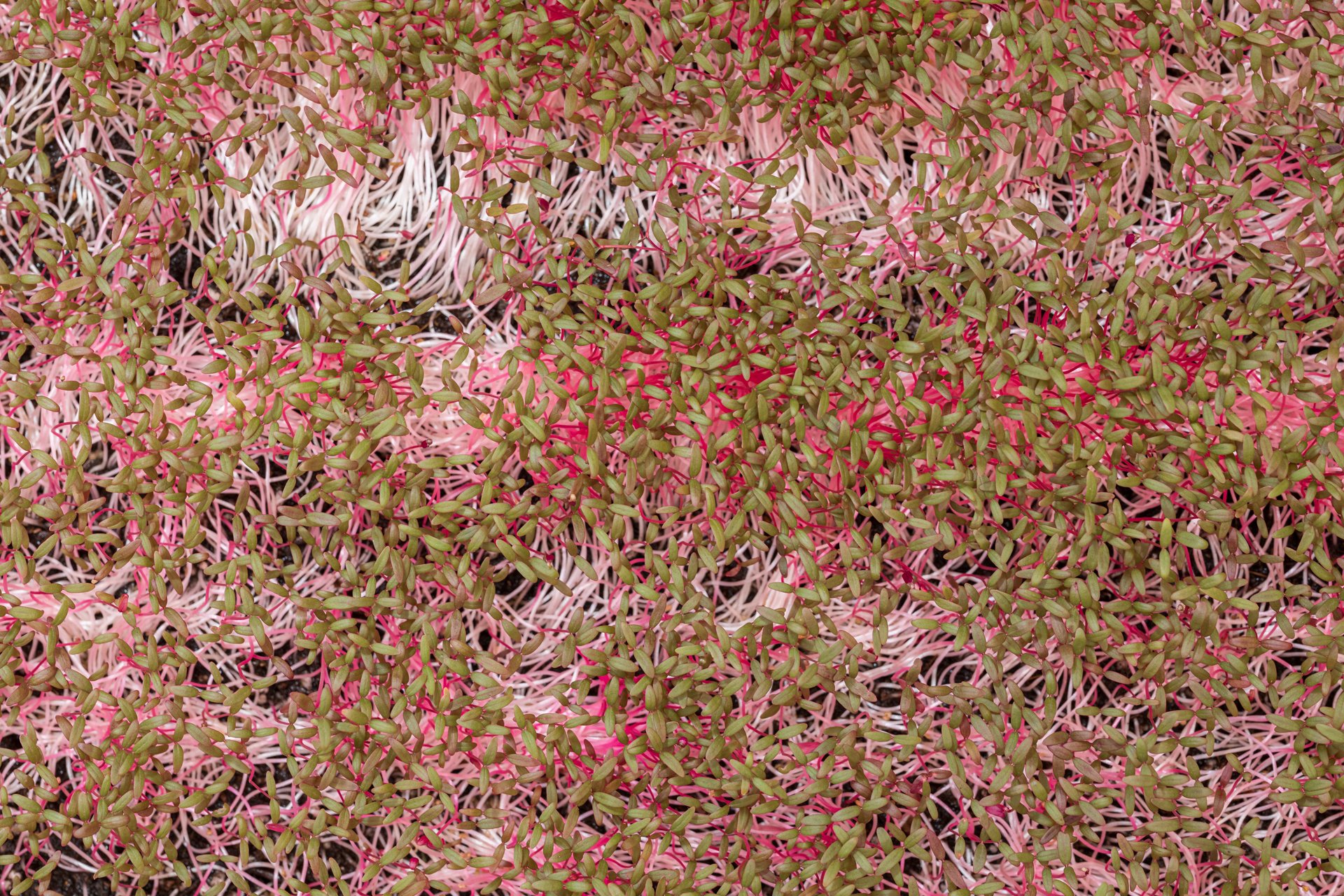 This vibrant layered photo of pink and green microgreens reflects my dedication to showcasing organic beauty. I’m a Melbourne-based photographer focusing on vegan products.