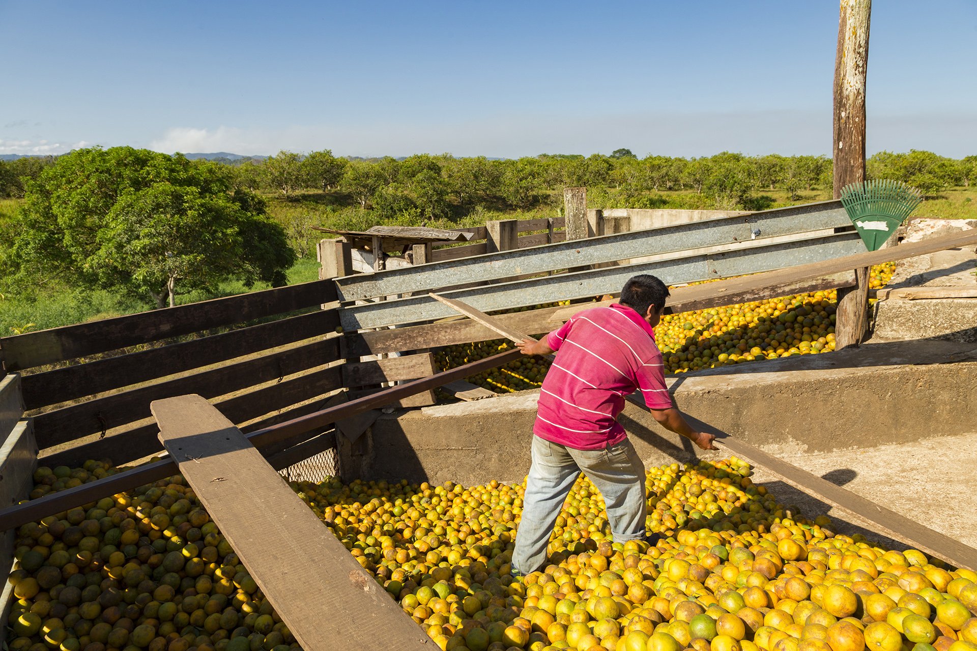 A dynamic capture of a Texbel worker carefully sorting oranges, showcasing precision and care. Perfect for brands emphasising quality and craftsmanship.