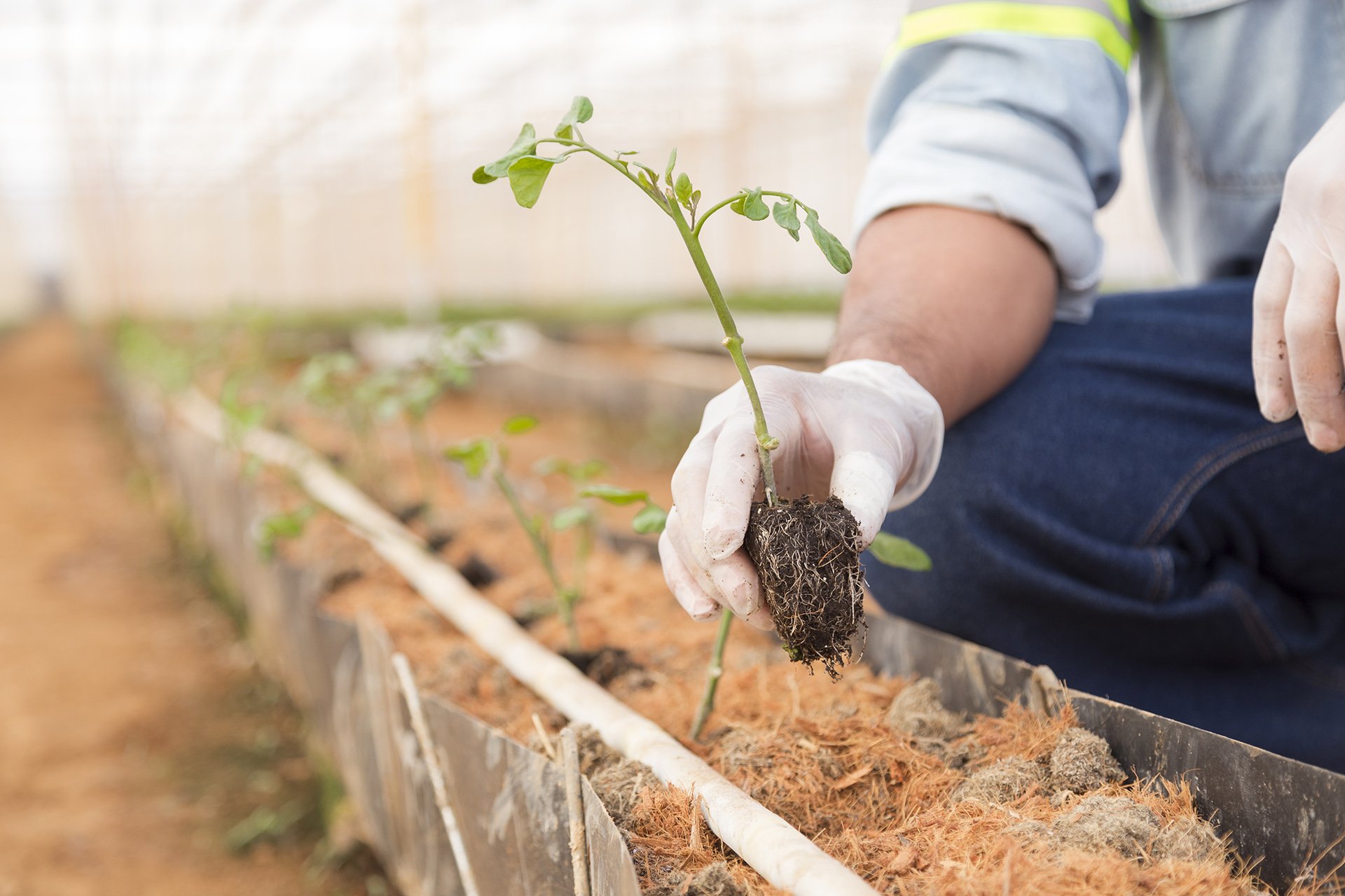 An intimate shot of a farmer carefully planting a tomato seedling, symbolising growth and sustainability. Captured by Shava Cueva, this image is ideal for agricultural brands focusing on organic and ethical farming practices.