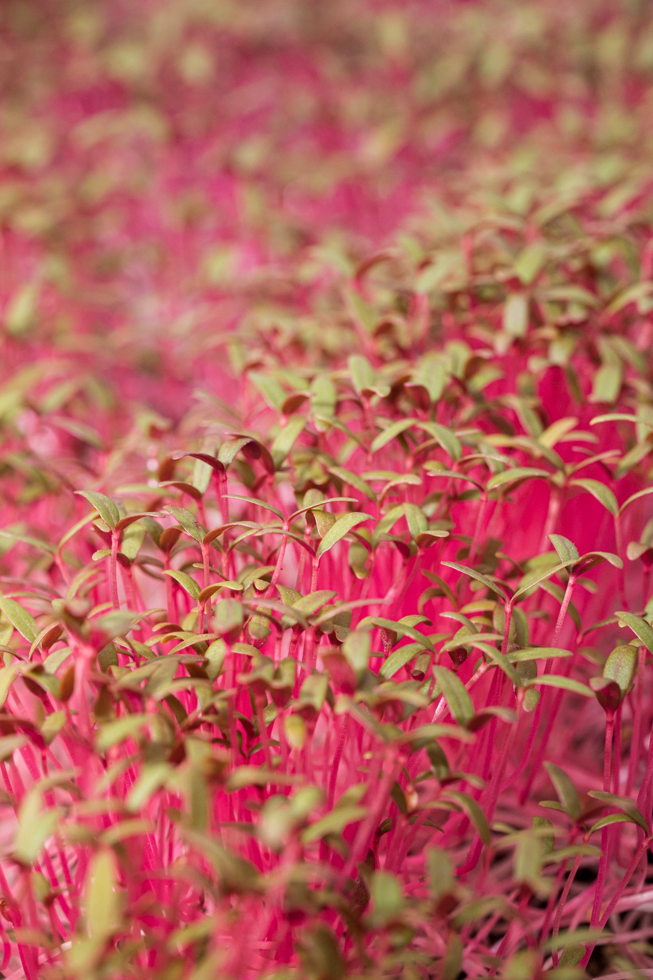 This macro shot of pink microgreens showcases their delicate beauty. Captured in Melbourne, my photography focuses on health-conscious food and vegan-friendly products.