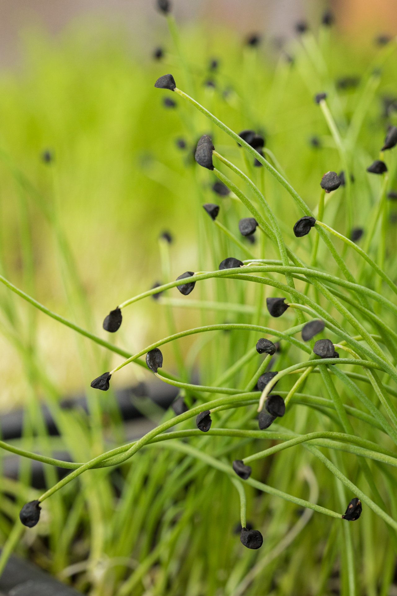 This shot of microgreens with black seeds growing represents vitality and ethical farming. I specialize in health-oriented photography in Melbourne, Australia.
