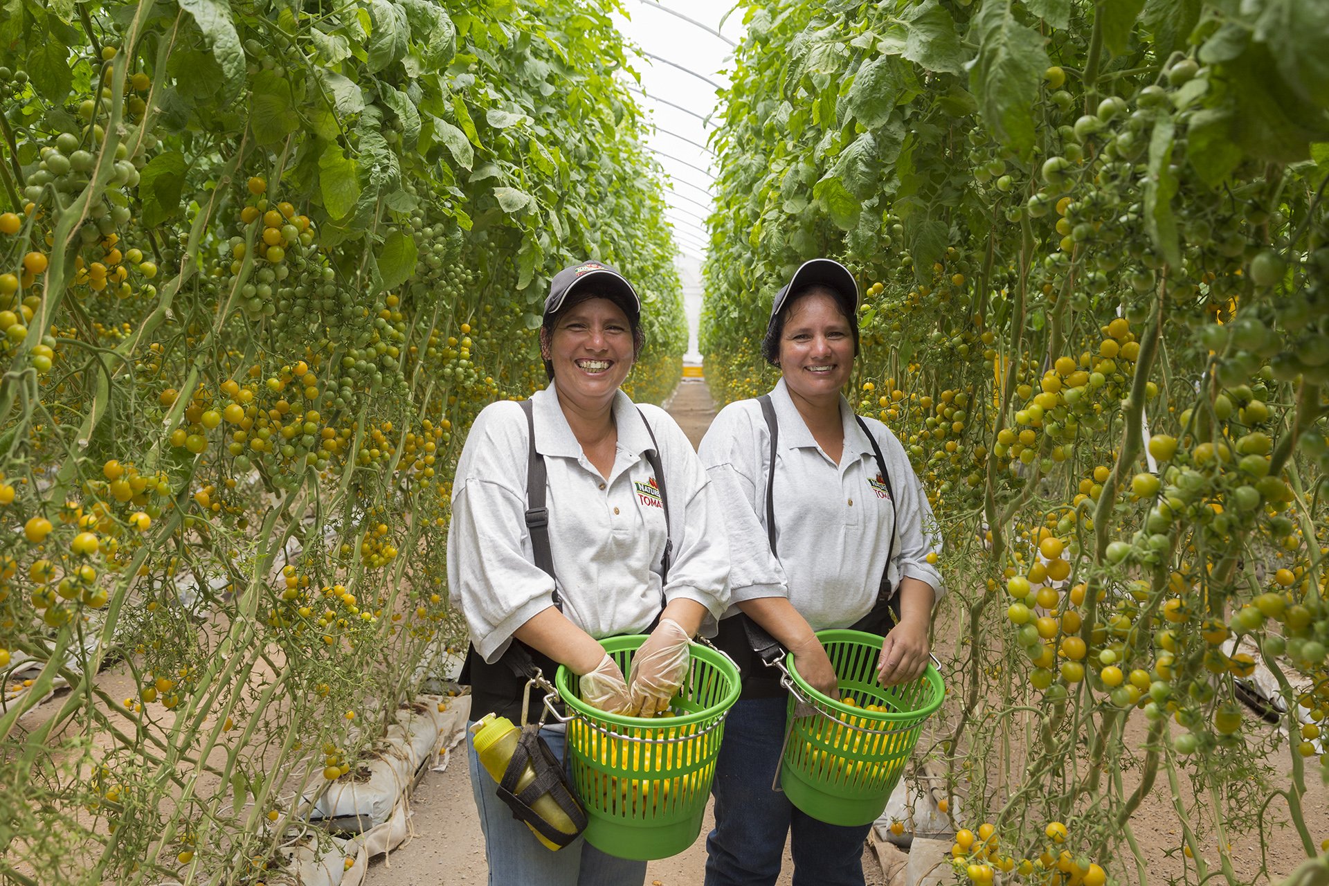Two farmers smile proudly amid lush tomato vines in this compelling image by Shava Cueva. It reflects teamwork, sustainability, and the dedication to organic farming practices. A powerful visual for agricultural brands aiming to inspire trust and aut