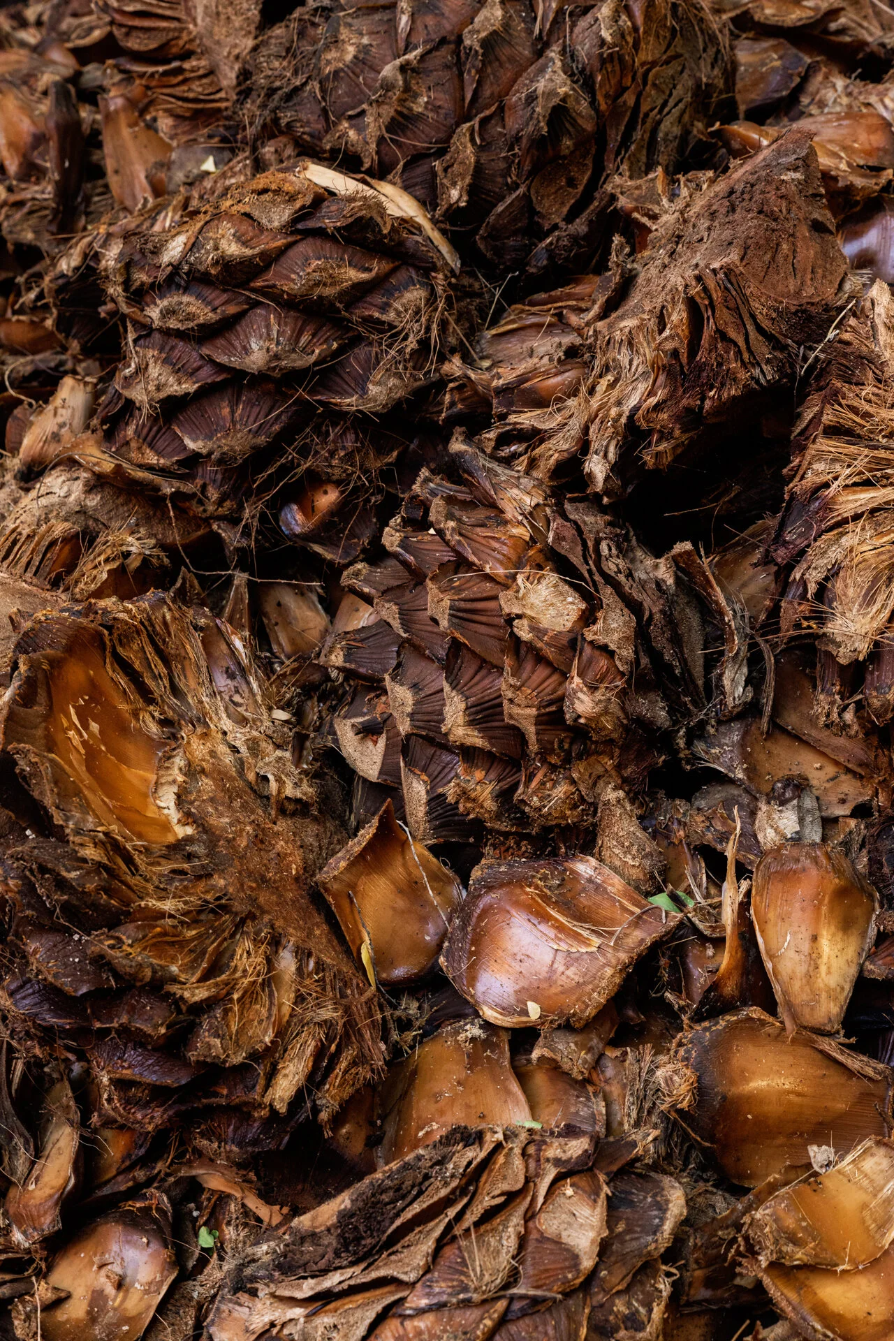 Natural ingredient texture photography, ideal for brands wanting to highlight craft, origin and process.