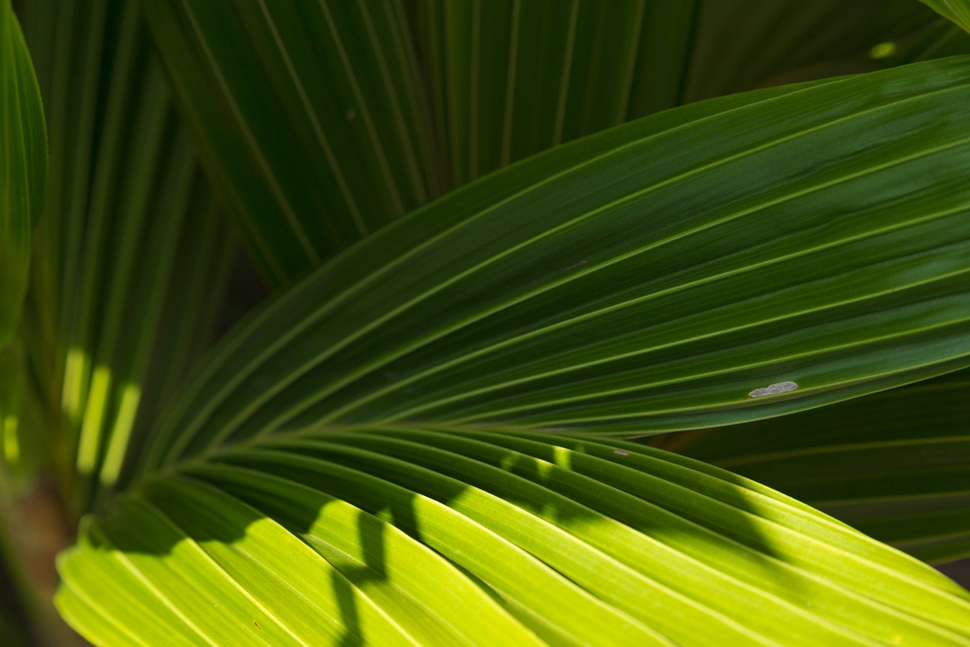 A close-up of lush palm leaves, showcasing texture and vibrancy. Ideal for Australian organic farming or tropical branding projects.