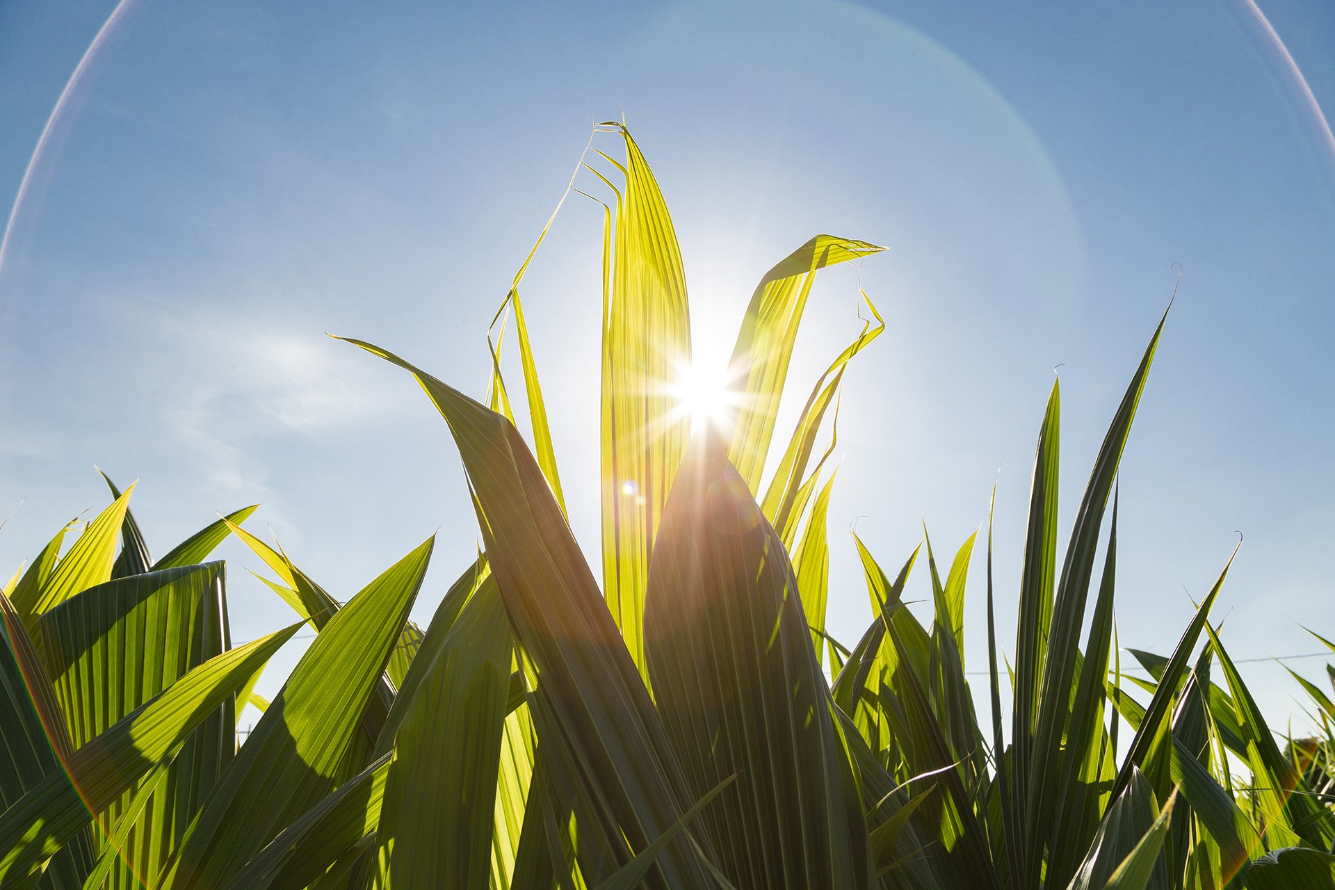 A dynamic image of corn stalks glowing under the Belizean sun, embodying growth and innovation. Tailored for Australian agribusinesses and green energy projects.