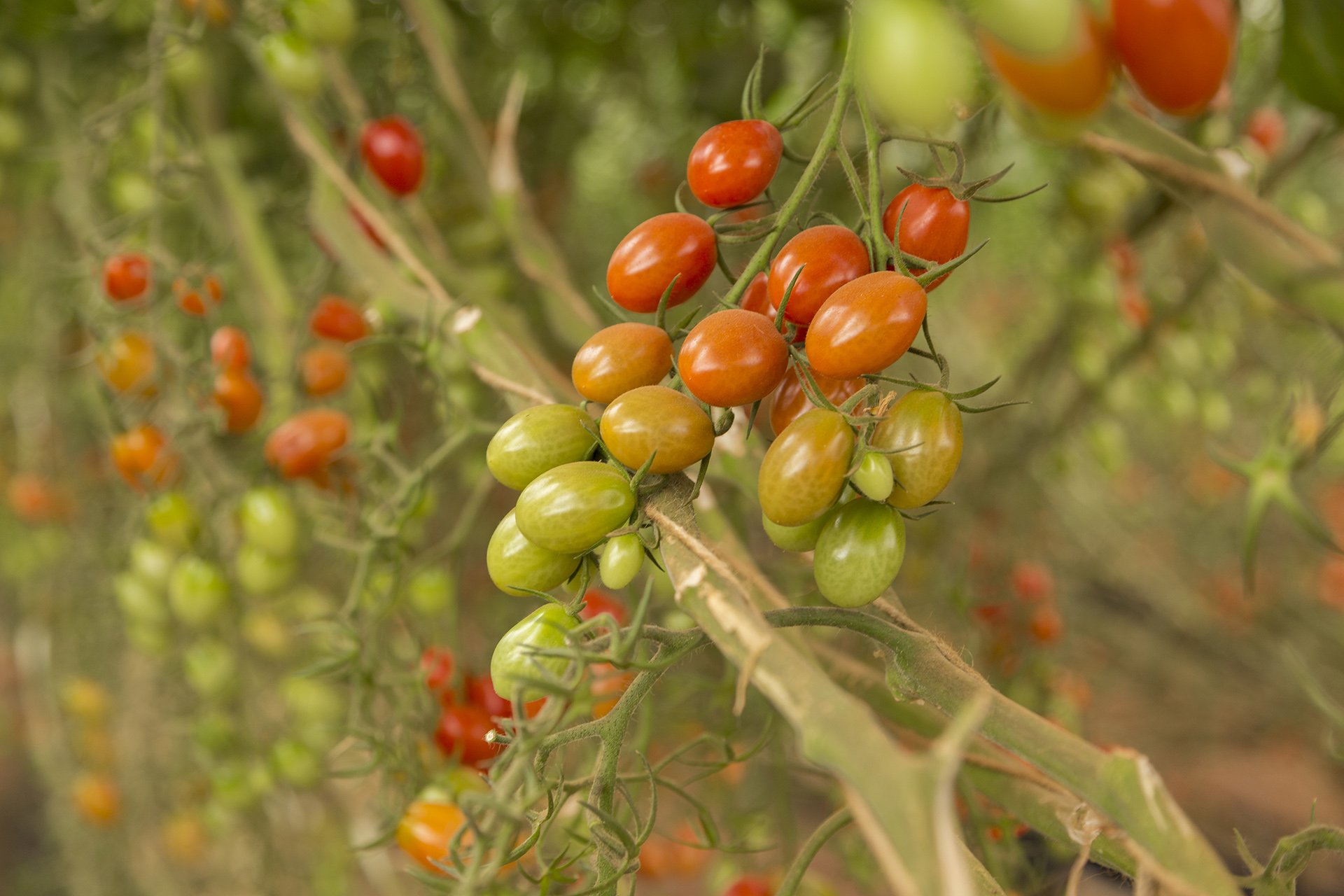 A vibrant shot of freshly harvested NatureSweet tomatoes, neatly packed in a green crate and set against a lush tomato field. Captured by Melbourne-based photographer Shava Cueva, this image highlights the freshness and quality of sustainable produce