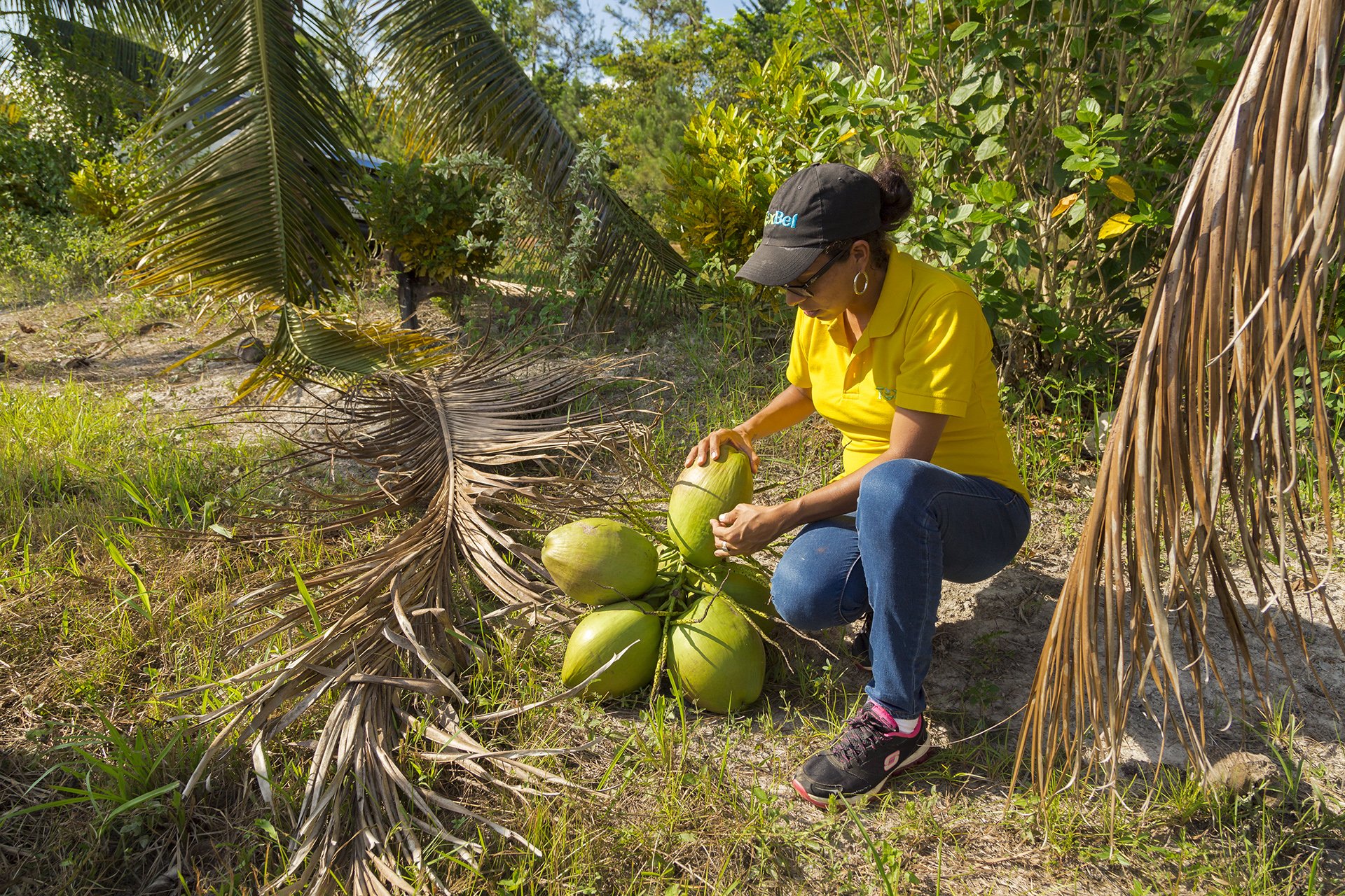 Highlighting the human touch in sustainable agriculture, this photo captures a Texbel worker picking coconuts. A perfect story for brands focusing on ethical farming.