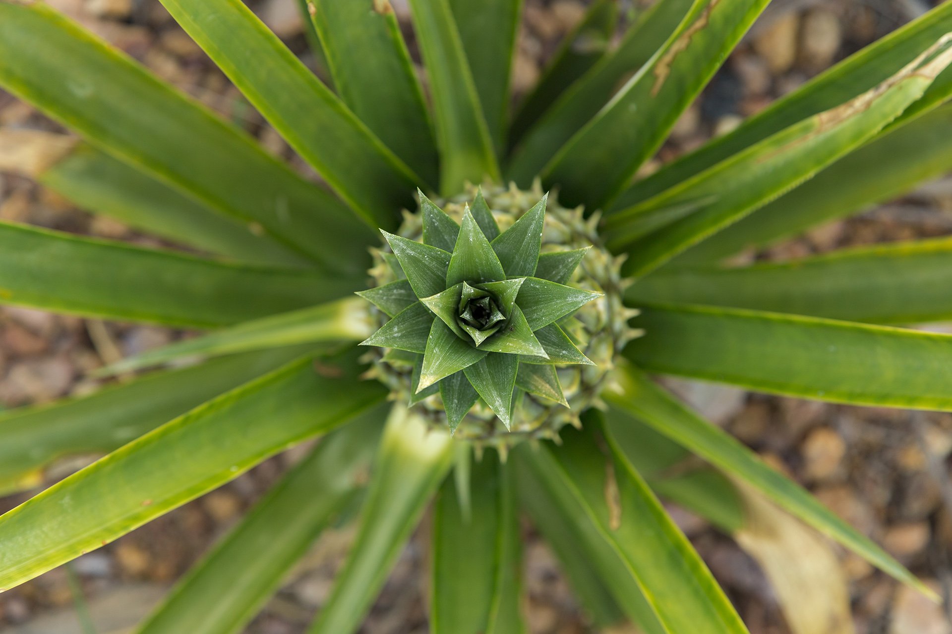 A creative shot showing the geometric beauty of a pineapple plant, symbolising nature's symmetry. Perfect for tropical fruit exporters and eco-conscious businesses.