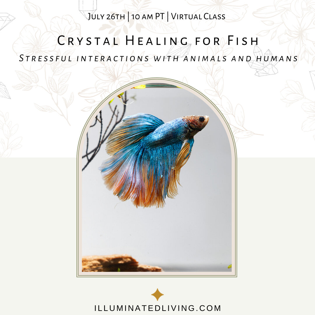 Join me tomorrow, July 26th at 10am PST to learn about which crystals to best support their well-being and relationships with their tank mates. ​​​​​​​​
​​​​​​​​
My Fishy 🐟 will be joining us!​​​​​​​​
​​​​​​​​​​​​​​​​​​​​​​​​
Expect to learn:​​​​​​​