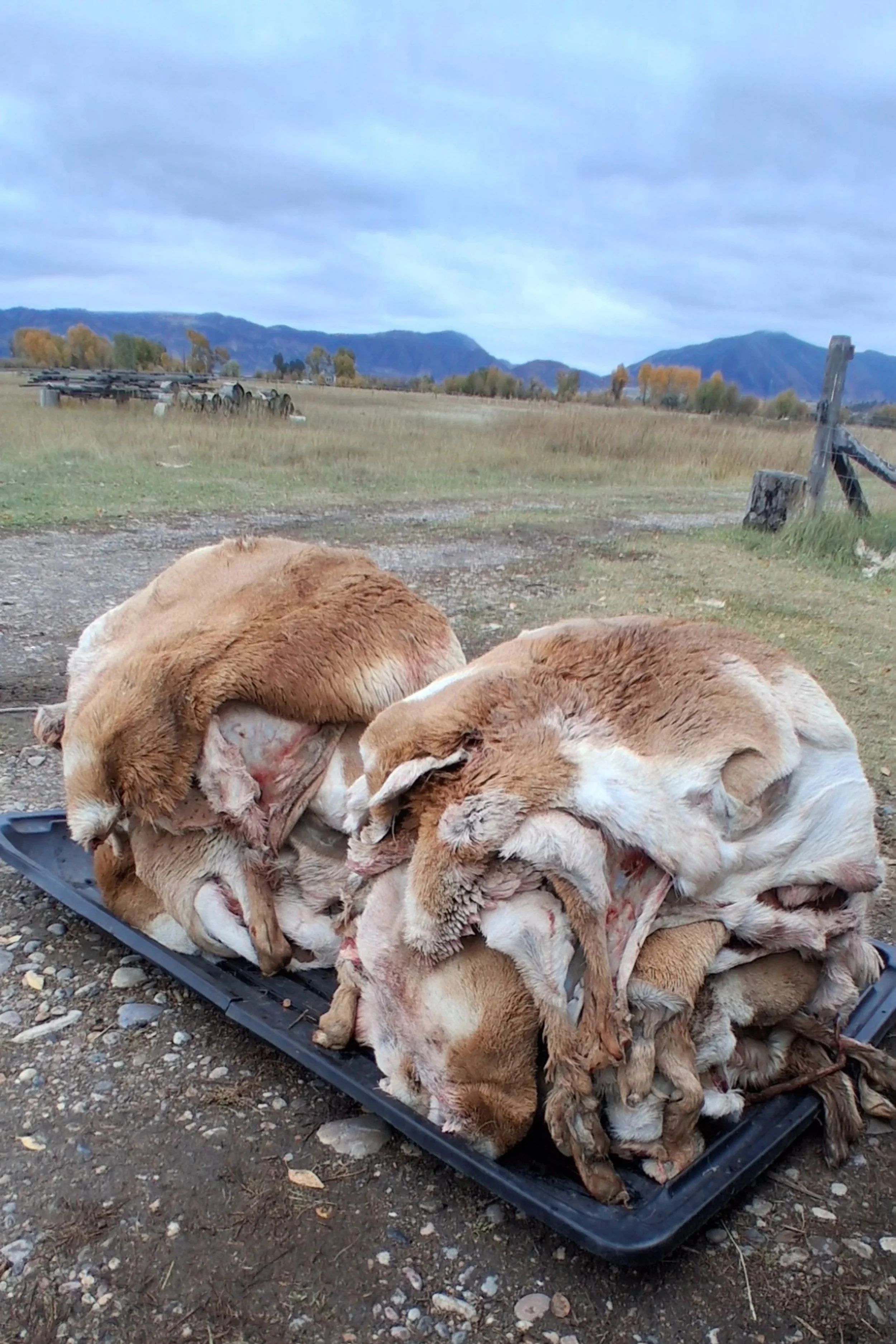 Wet Salted Antelope (Pronghorn) Hides – Raw Skins for Tanning & Craft Use