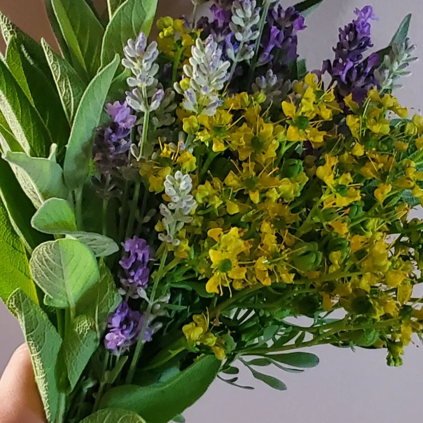 It's smudge wand season. I learned this from @venicemke @alicesgardenmke. This year lavender, rue, sage and mugwort have been blessing me with their presence and their medicine. Check out the photos and video. 

For two years in a row now i got the m