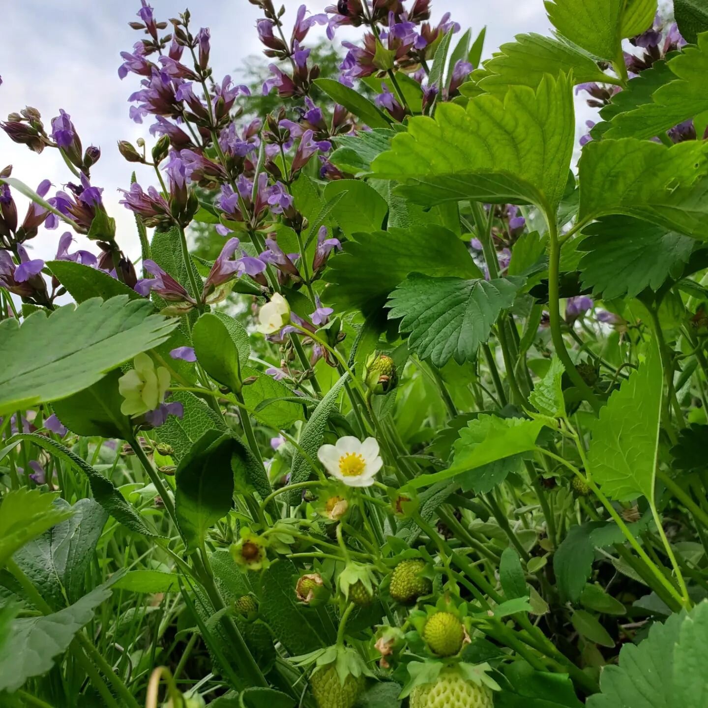 Springtime in Milwaukee. Flowering sage, flowering thyme, strawberries starting to fruit... delightful! 

2 more weekends before summer solstice!

What intentions do you have for the end of spring? What seeds do you want to plant to sprout in summer 