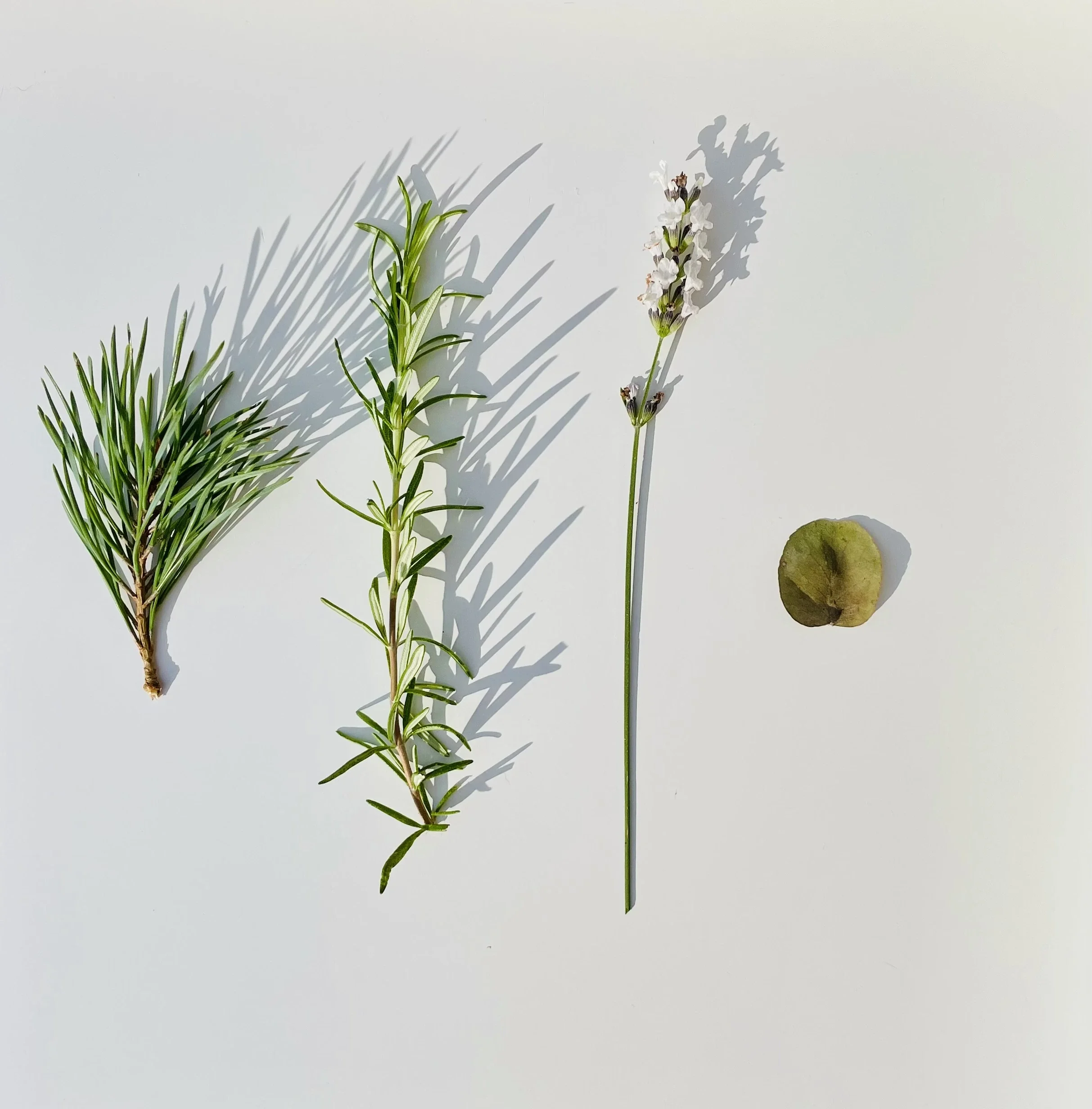 Zweige von Zirbe, Rosmarin und Lavendel liegen neben einem Eukalyptusblatt