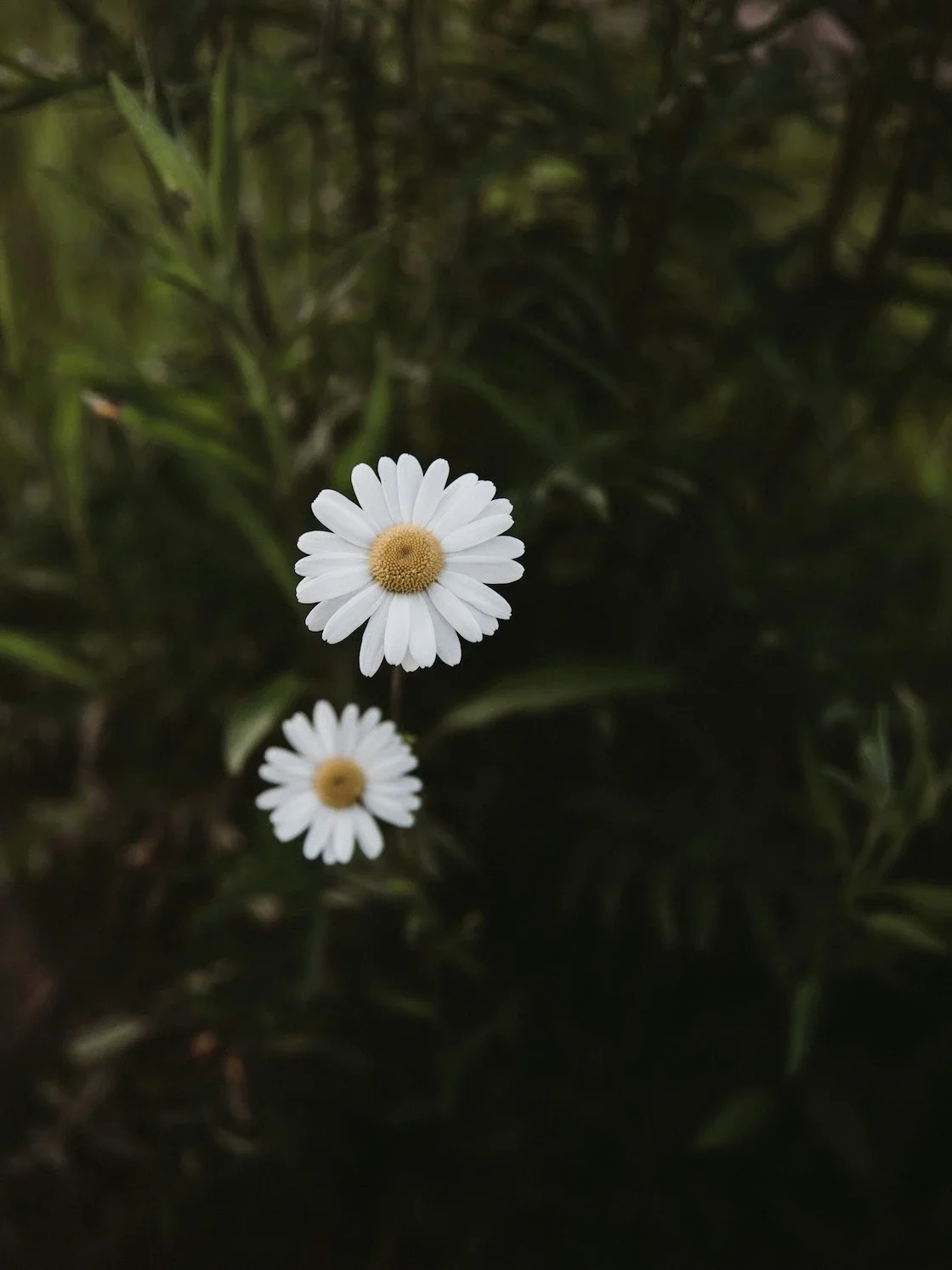 Zwei Kamilleblüten auf dunklem Gras sind zu sehen