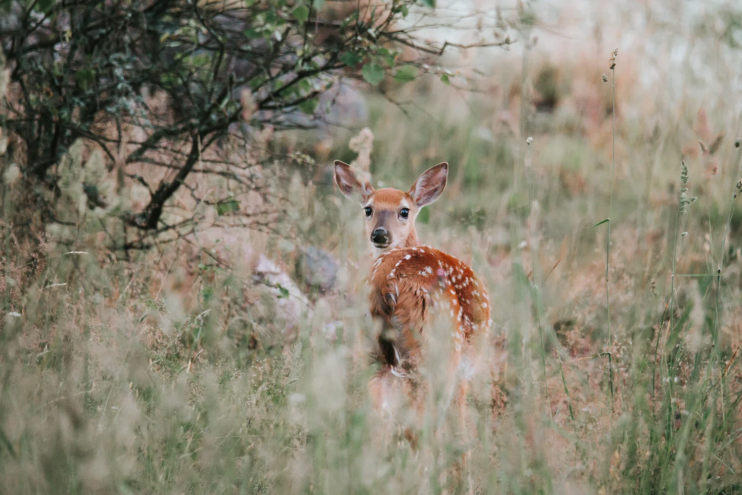 nature_emilia_milonoff-12.jpg