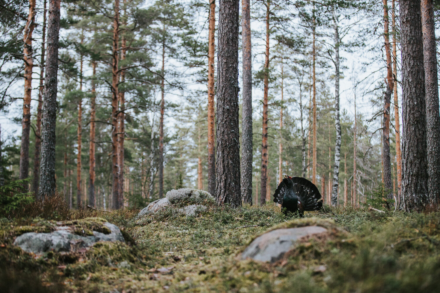 nature_emilia_milonoff-8.jpg