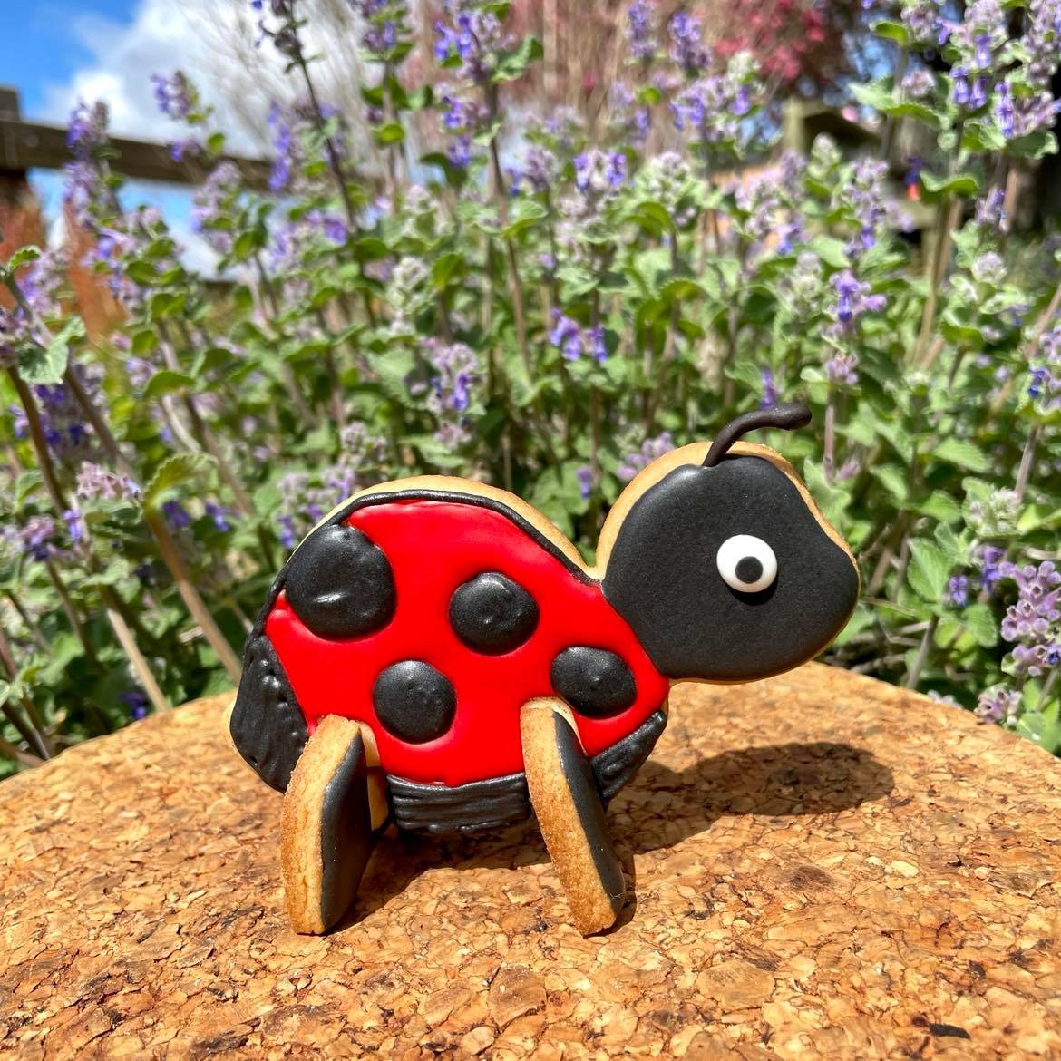 Lady Bug.jpg