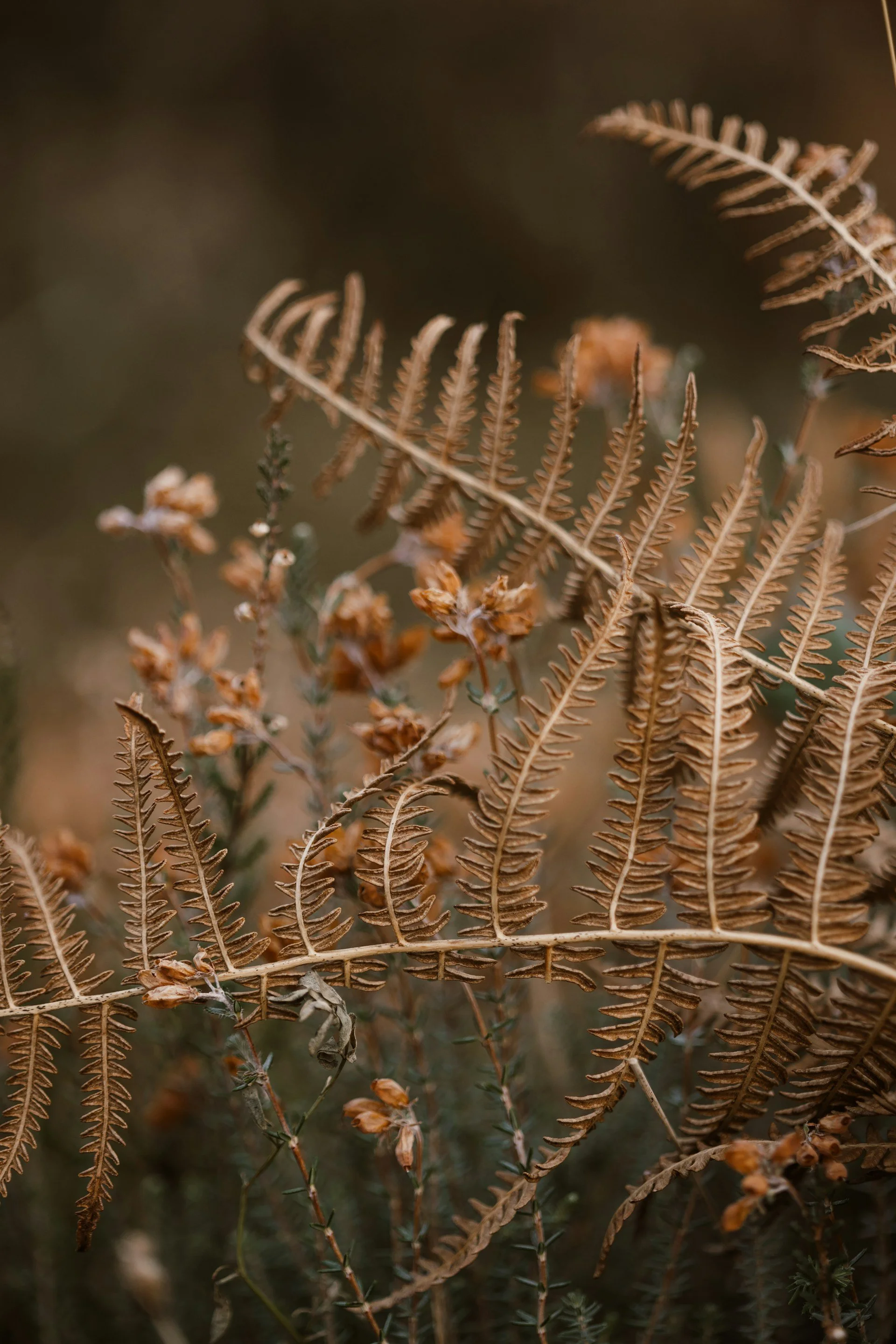 annie-spratt-qvjm1dT8V3c-unsplash (1).jpg