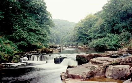 Art of Rewilding.JPG