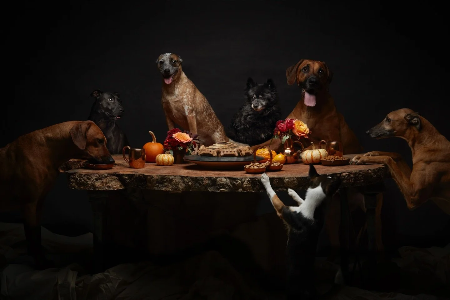 :: throwback to our thanksgiving &ldquo;the last supper&rdquo; shoot for the dogs, with @margueriterodgersinteriors. always one of the favorites. happy holiday everyone. ✌️🦃