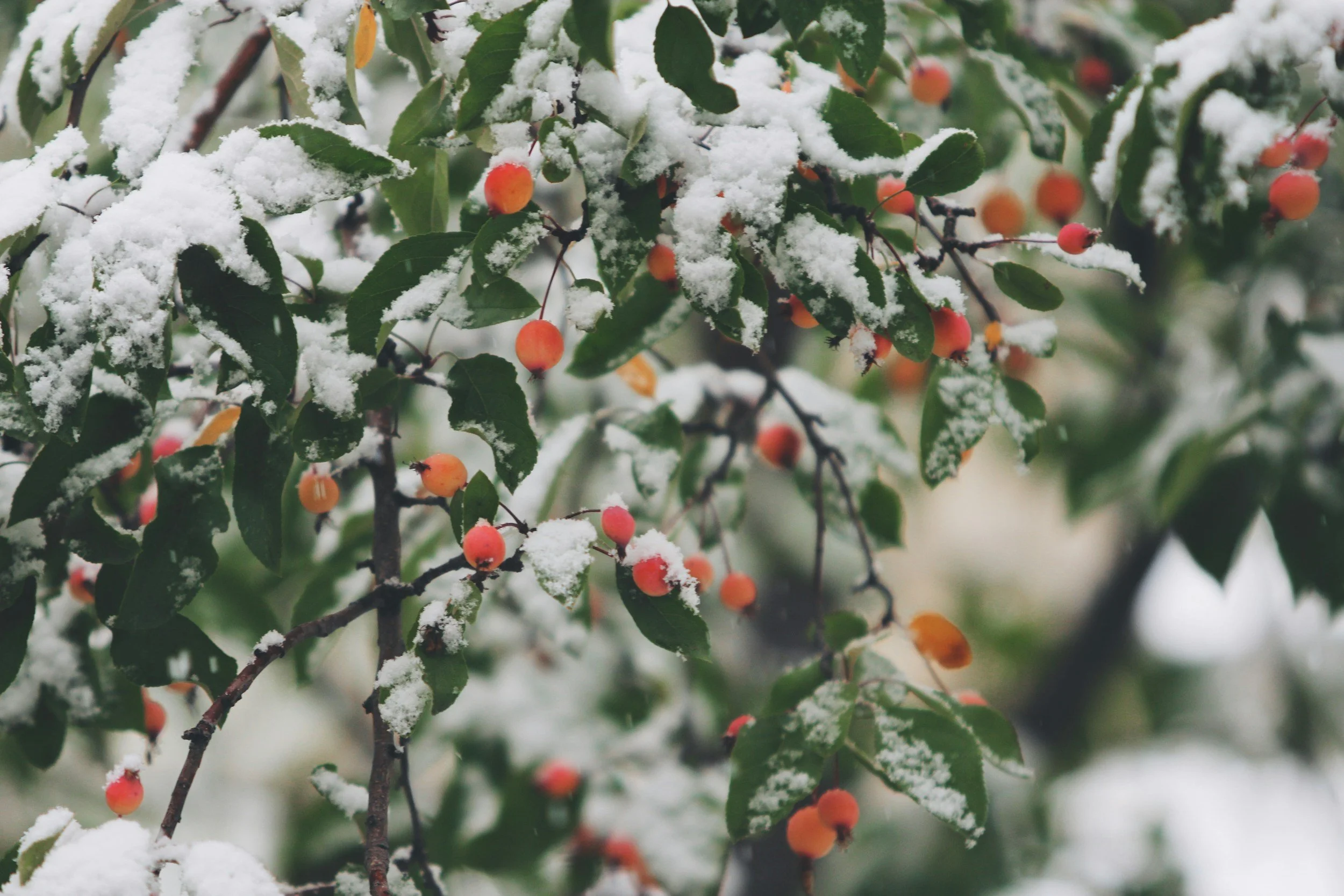 Winter Break - All Programs