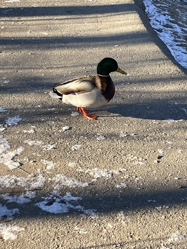 duck 2 winter.jpg